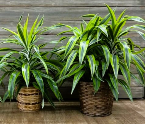 Lemon Lime Dracaena Plant Lemon Lime Dracaena Plant - Standard: 8'' plant in a basket Deluxe: 10'' plant in a basket