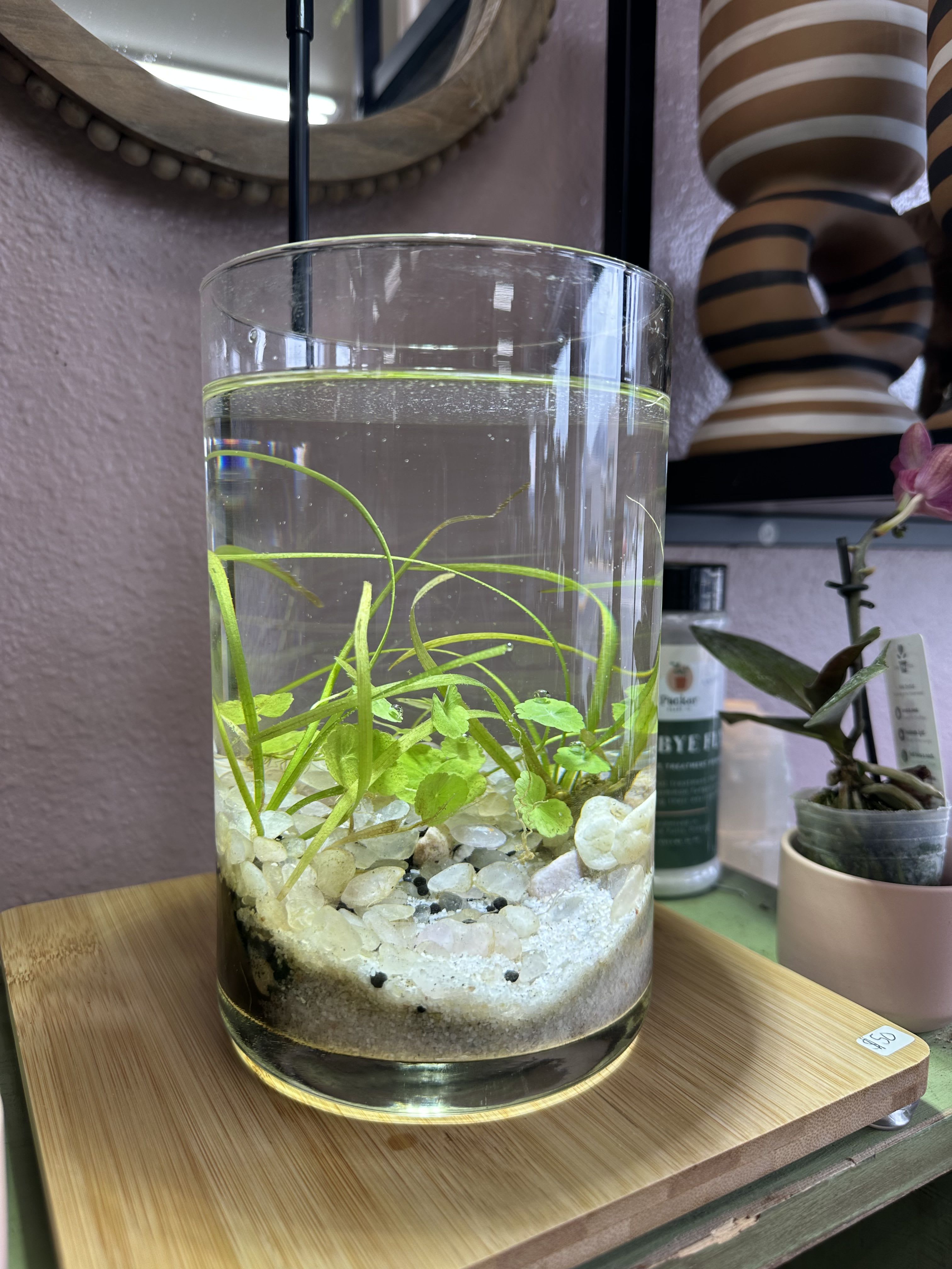 Aquatic Plant Vase in Hamilton, MT | Flower Happy Floral & Gifts - Compact Aquatic Products