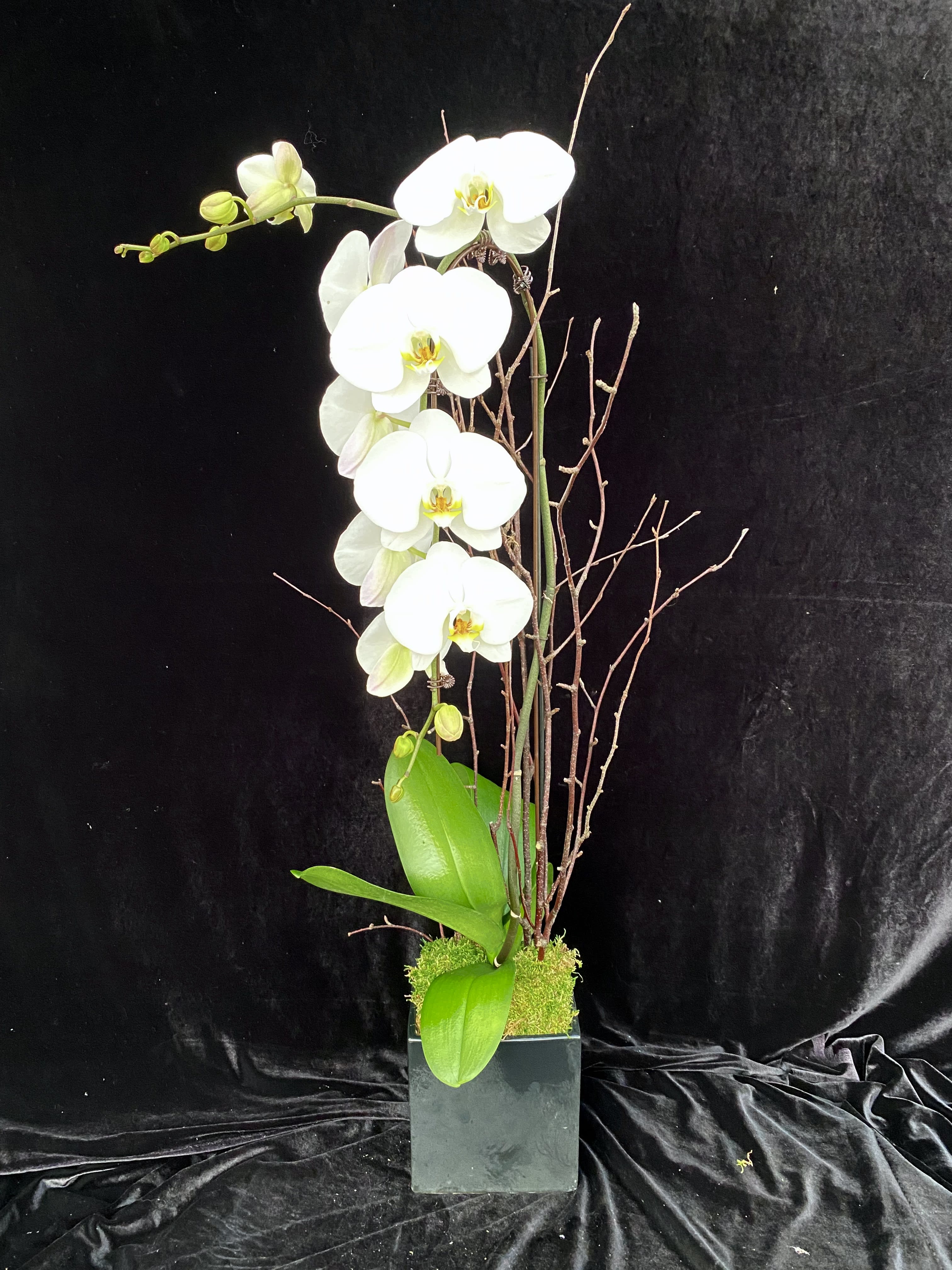 Cascading Phalaenopsis white. - Cascading snow fall with birch design in ceramic.