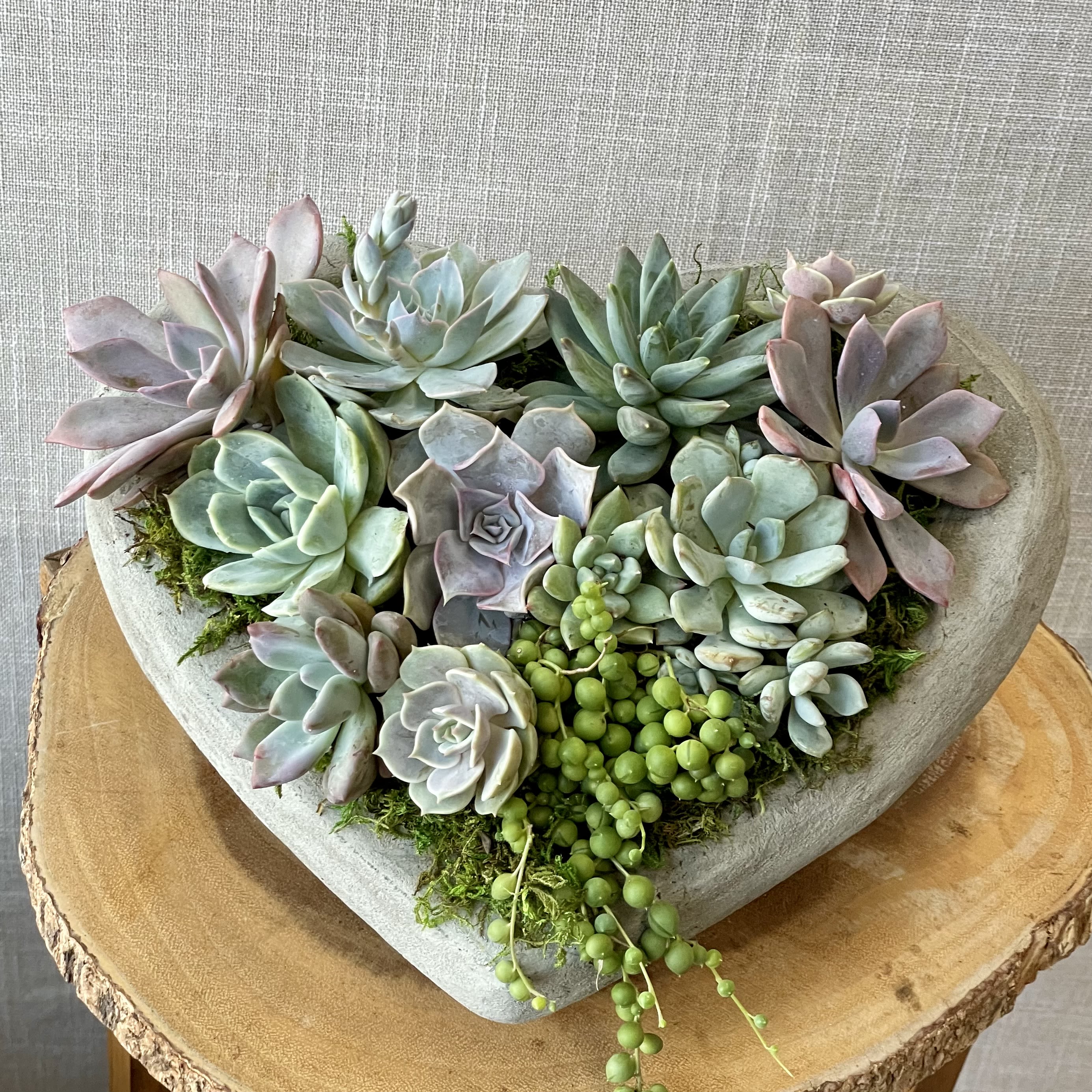Heart Succulent Garden (SF605) - This sweet mixed succulent garden in a concrete heart is roughly a foot wide. All of the succulents are rooted and thriving (not just cuttings). It will look delightful by the front door, on a coffee table, on a desk within any home or office setting.   *Succulent varieties and colors will vary based on availability to ensure quality.