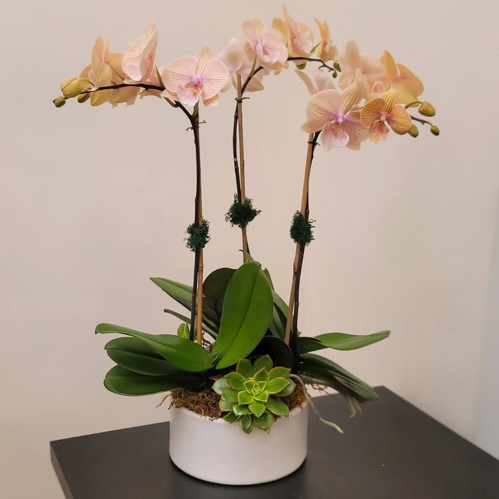 Whisper Buds Orchids - Whisper Buds is one of our home garden design collections of the orchid planter with beautiful succulents, designed with a touch of nature. Approximately 16&quot; W X 16&quot; H.  Orchid Care:  Light- Keep indoors in bright, indirect light. Temp- Maintain 65-80 F. Water-  Once per week. Submerge the entire pot in water for 5 minutes, then allow to drain.