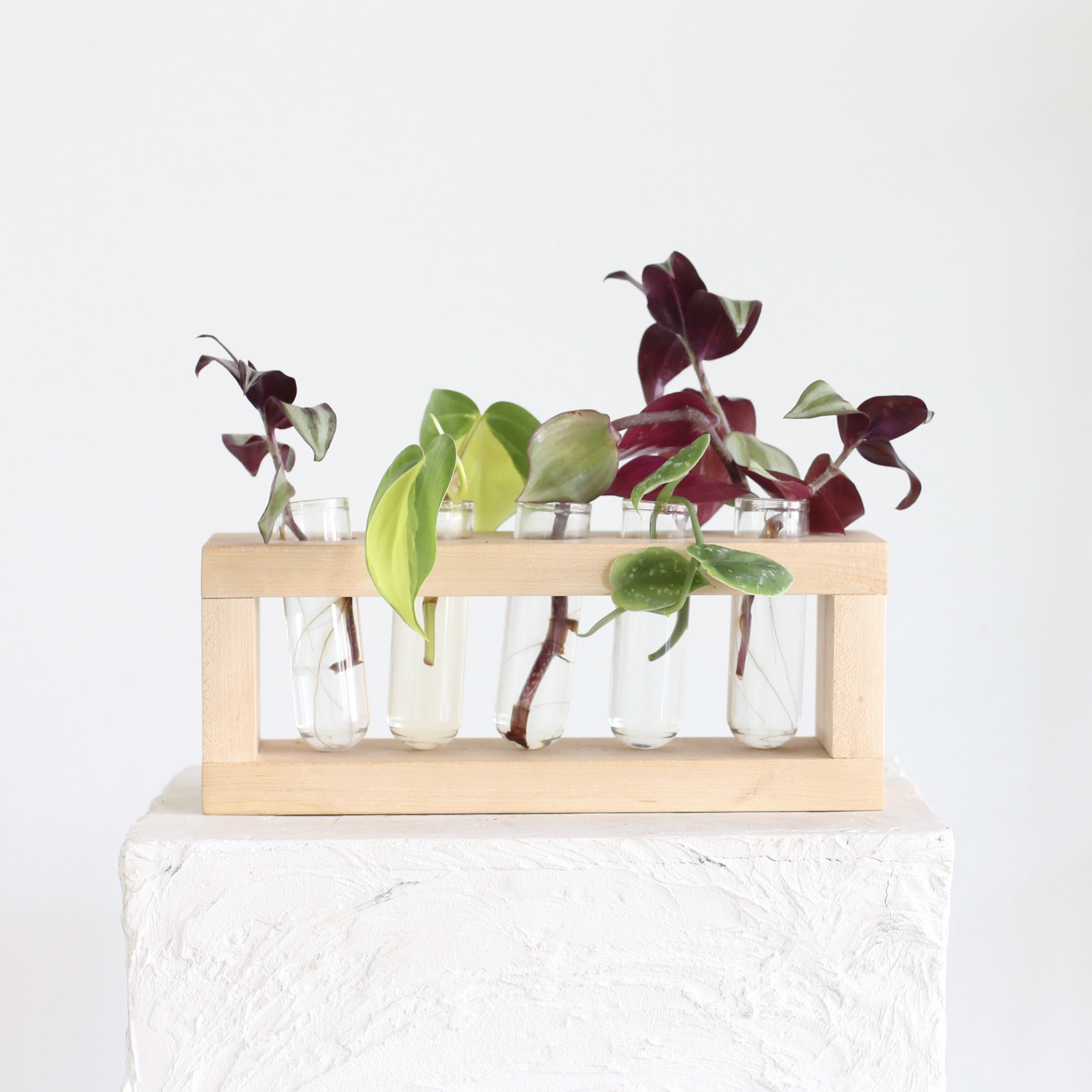 Propagation Station - Grow your plant collection in style with this charming wood and glass propagation station, featuring five sleek glass tubes set in a natural wood base. It’s both functional and decorative perfect for rooting new plants or showcasing your favorite cuttings.  Each station comes with a variety of healthy plant cuttings (as pictured), ready to grow. Just add water, place in a sunny spot, and watch the roots take off! Whether you're a seasoned plant lover or just getting started, this setup makes propagation easy, fun, and totally aesthetic.