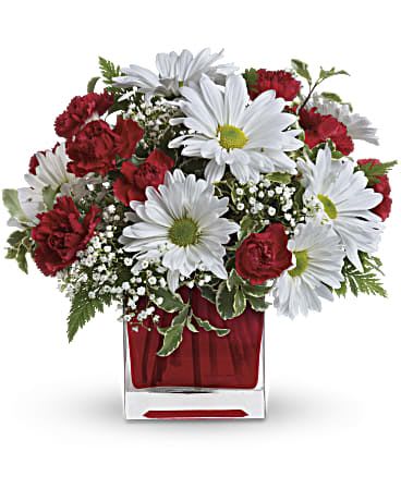 Red and White Delight  - This simply sweet bouquet is delicately arranged in our ruby red glass cube. It's a gift that she will always remember! Includes miniature red carnations and white daisy chrysanthemums, accented with fresh greenery. Delivered in a glass Cube.