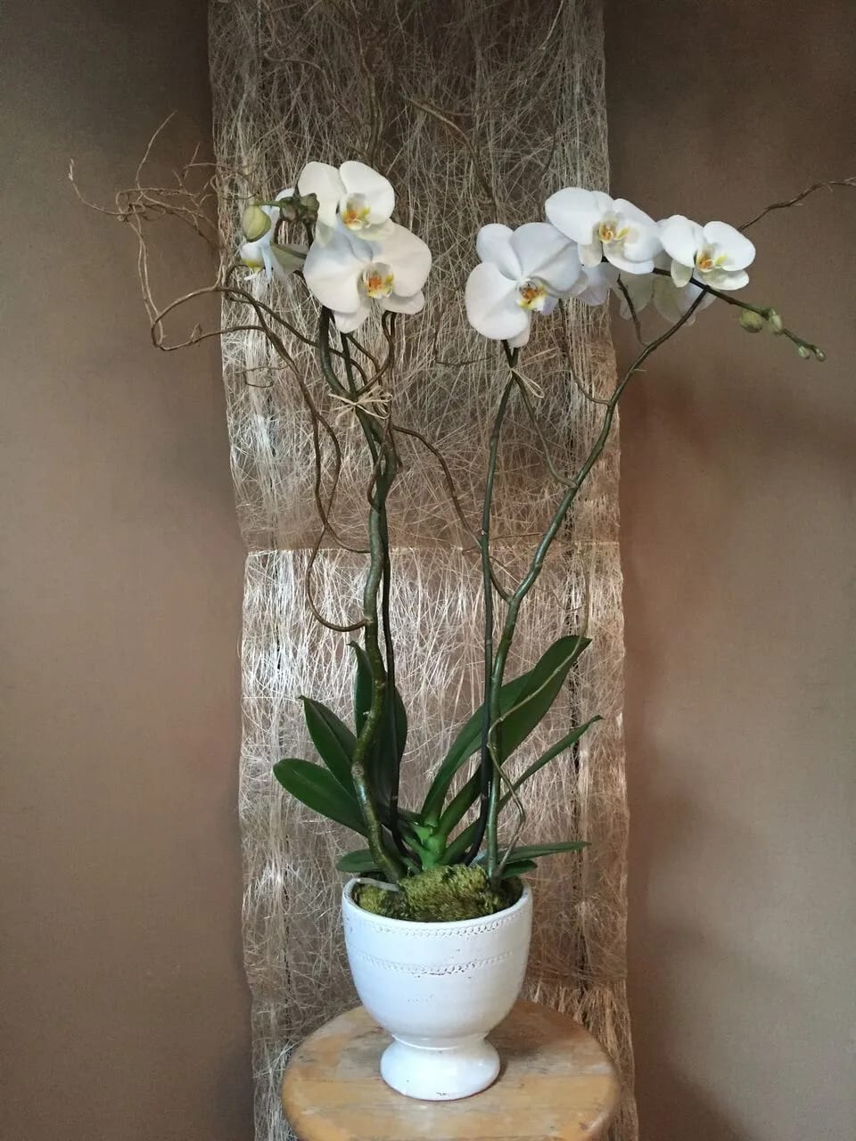 White Phalaenopsis Orchids White Phalaenopsis Orchids - A gorgeous White Phalaenopsis Orchid plant adorned with curly willow around the base, complete with a complementing in white ceramic or stone textured container.