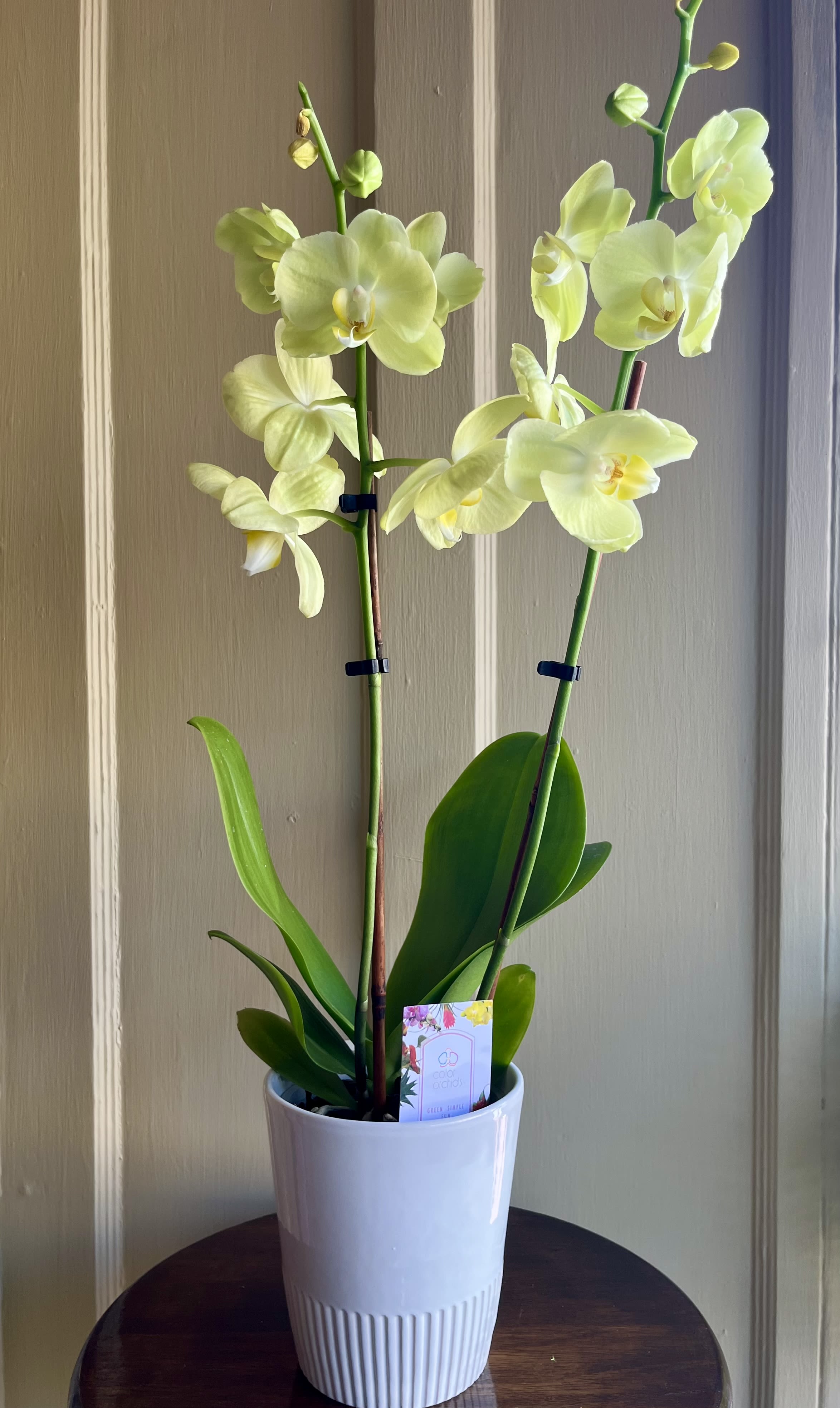ORCHID - The Dendroblum Orchid is a stunning flowering plant. The color of both the orchid and pot may vary. Sorry, we do not offer same day delivery on orchids.  Please give us advanced notice so that we can be sure your orchid is fresh for the lucky recipient.