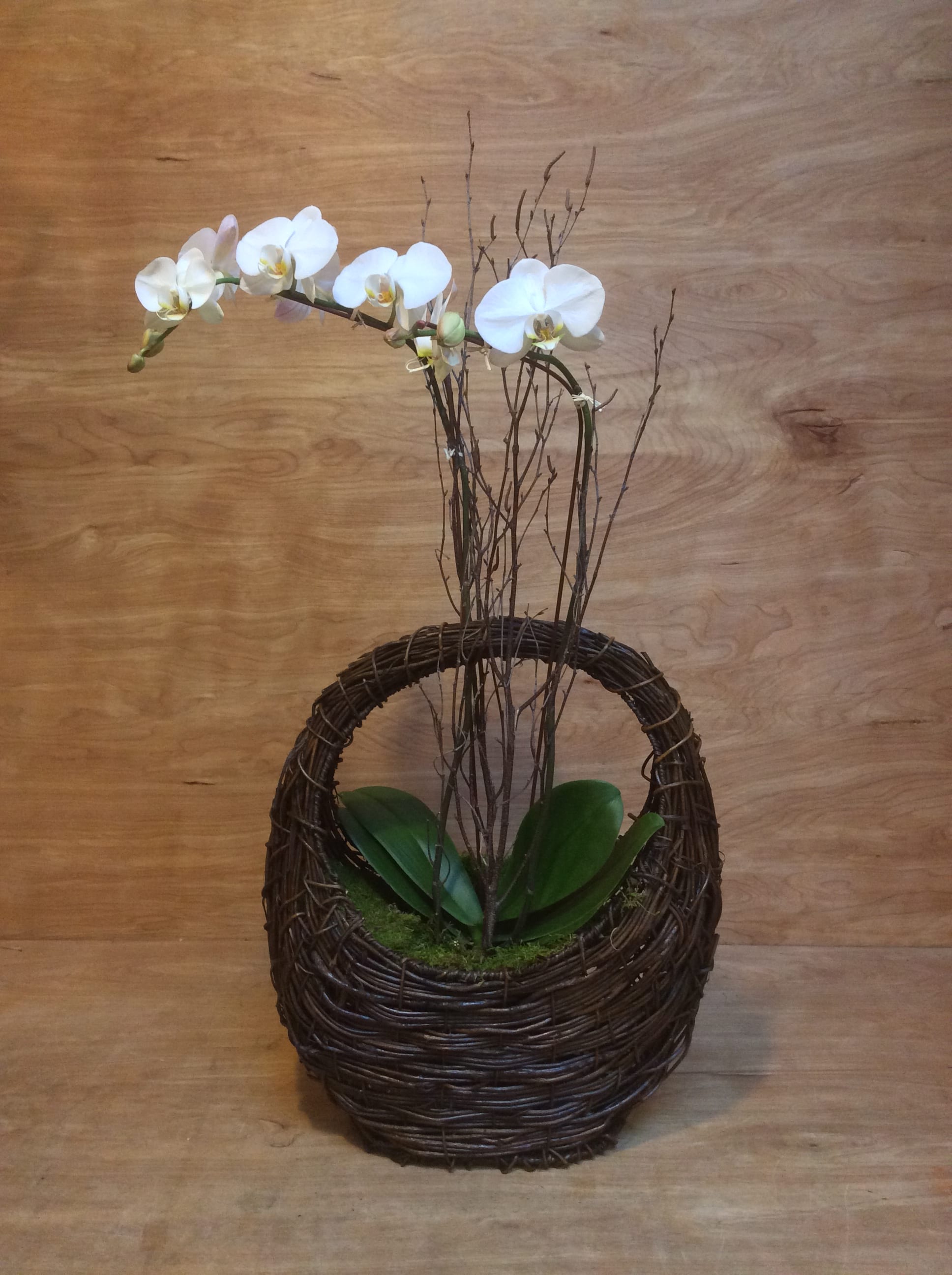 Elegant Orchid Elegant Orchid - A Phalaenopsis orchid in our circle handle wicker basket is simply stunning and elegant. Perfect for celebrating or an expression of sympathy.