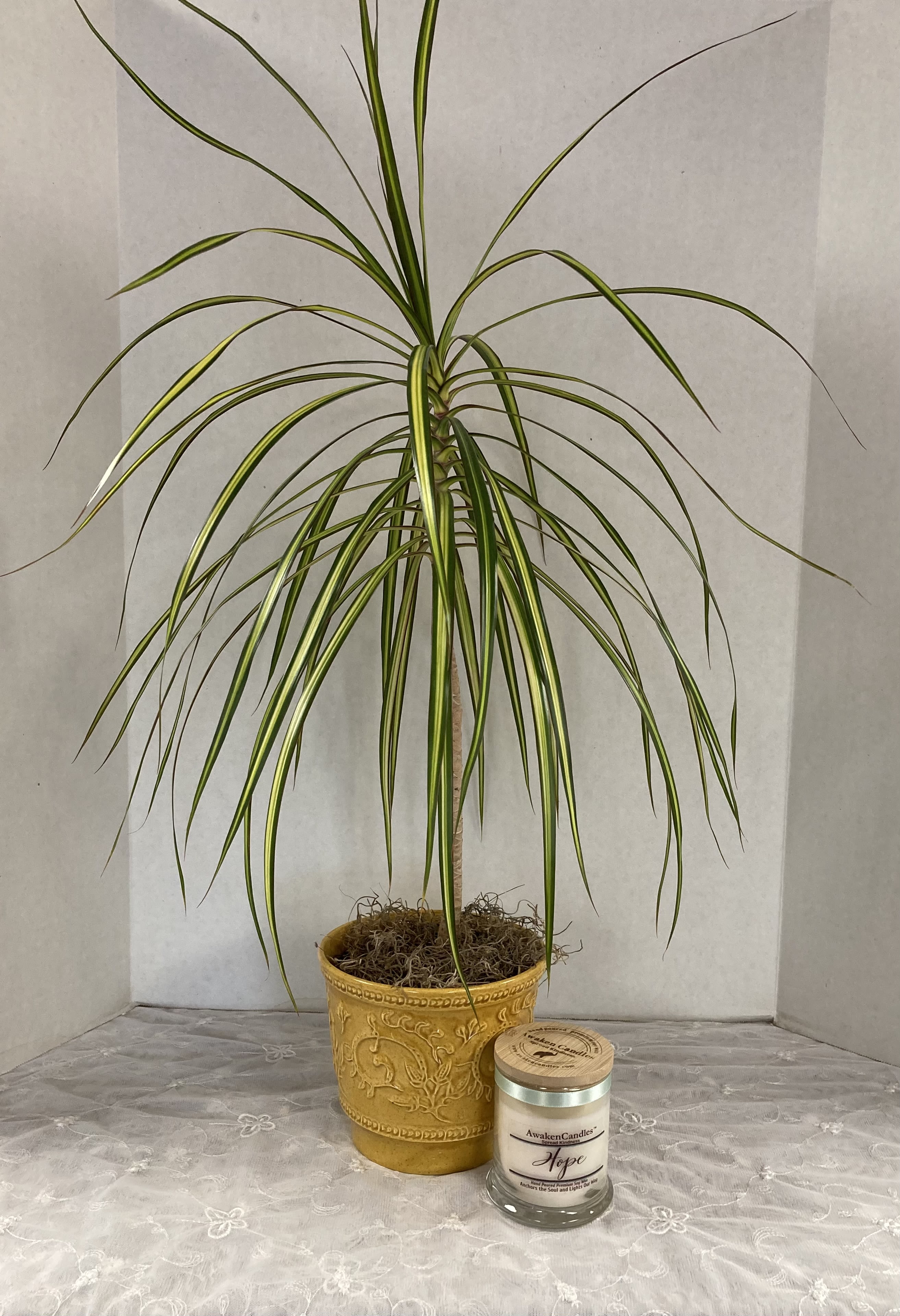 Nature’s Best - Lovely easy care Dracaena and beautiful candle handmade by Awaken Candles.  Delivery and pickup available 
