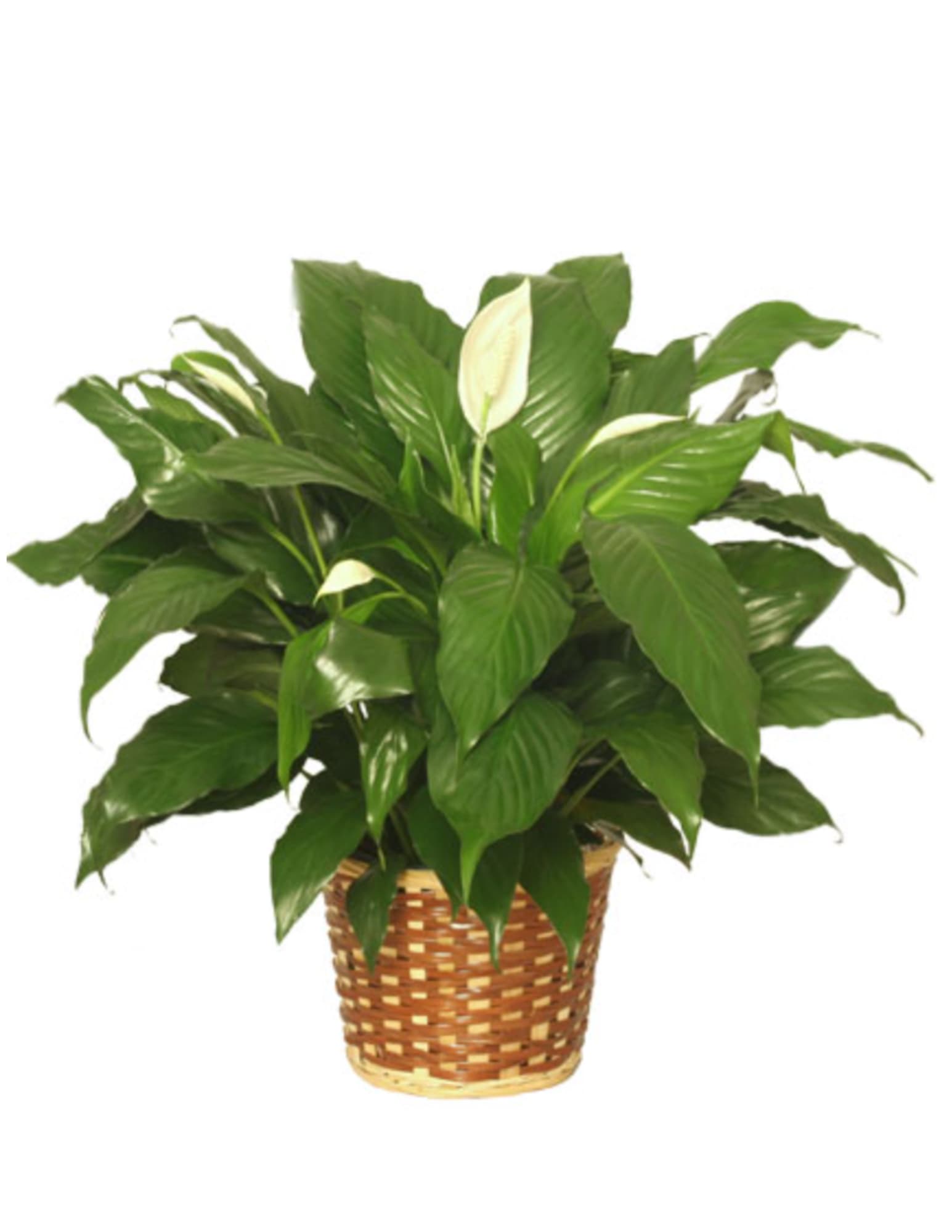 PEACE LILY PLANT - The peace lily plant brings peace and harmony to any space. These plants thrive in shady areas and tolerate fluorescent lights, making them perfect for experienced or newbie plant owners. Give this plant as a gift to convey hope and love. Choose one of our three sizes: 6&quot; (STD), 8&quot; (DLX), 10&quot; (PREM). Please note that this plant is TOXIC TO PETS.