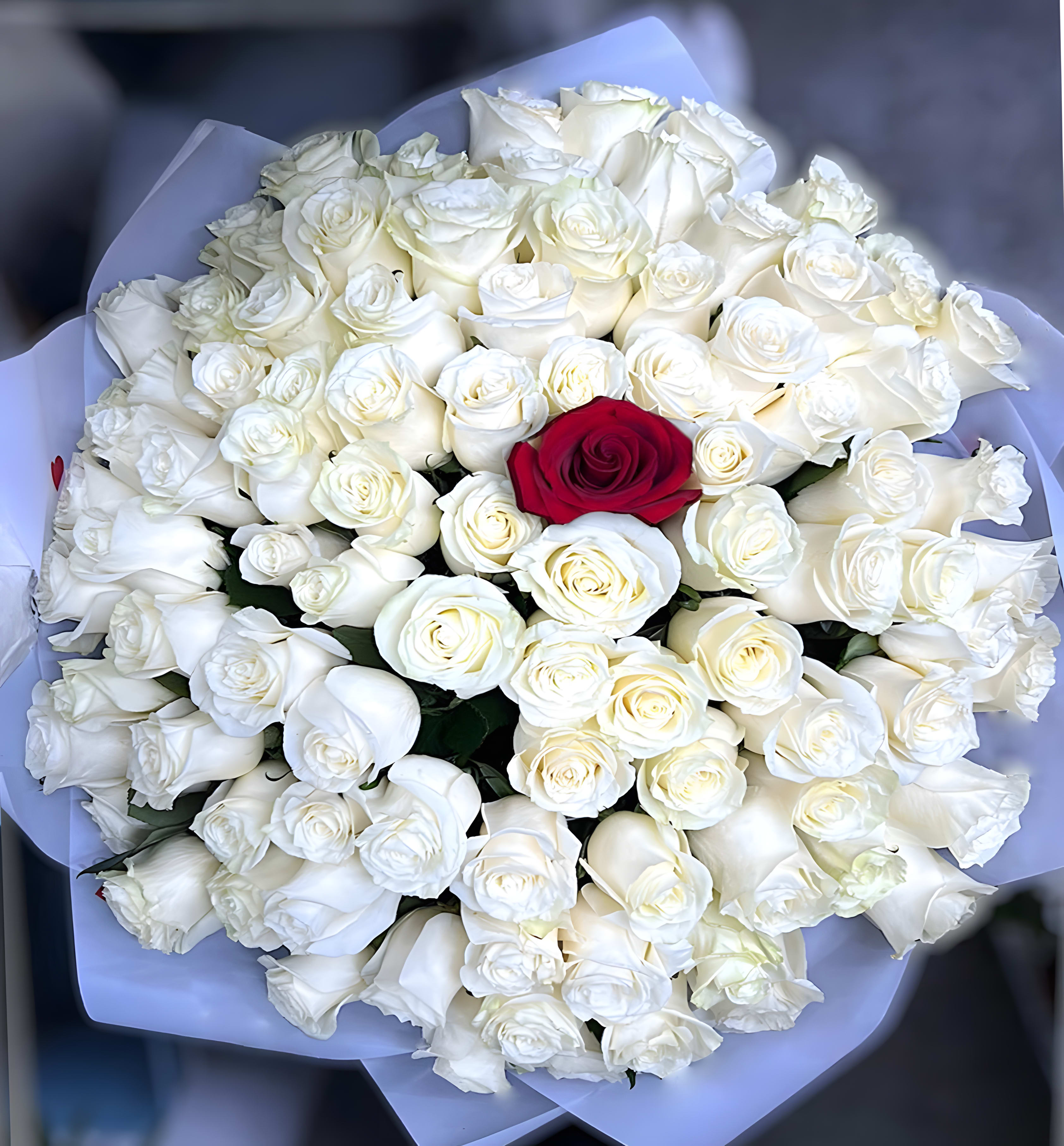 White Roses With a Single Red Rose - A breathtaking bouquet of premium white roses, highlighted by a single elegant red rose — a bold symbol of love, admiration, and individuality. Expertly arranged and wrapped in luxe designer paper, this bouquet makes a powerful statement for any occasion.  Whether you're celebrating a milestone, making a grand romantic gesture, or simply saying “you’re one of a kind,” this arrangement delivers your message with unforgettable beauty.  Available in three sizes: • Standard – 50 roses • Deluxe – 100 roses • Premium – 300 roses 