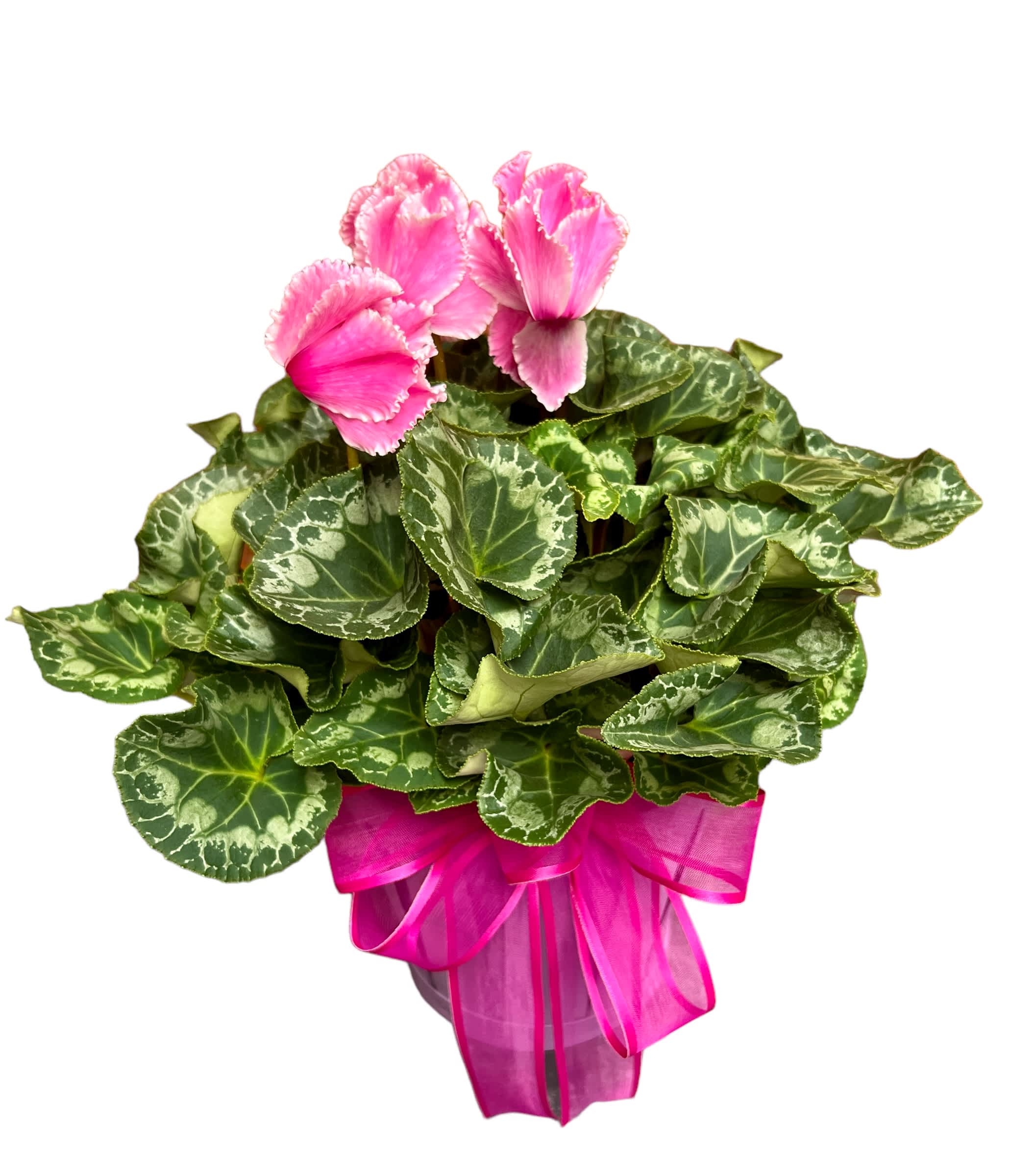 Blossom On! - 6&quot; blooming plant in a container with ribbon accent.  Plants may vary from picture shown.  Deluxe: Upgrade plant or container.
