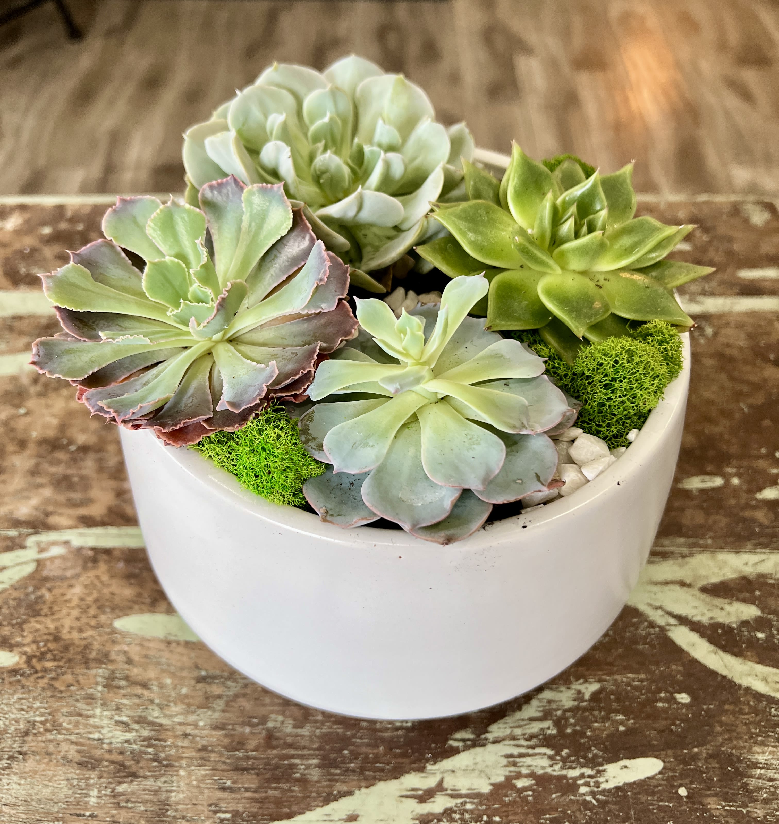 Succulent Arrangement - A beautiful succulent arrangement in a 7'' white ceramic pot.