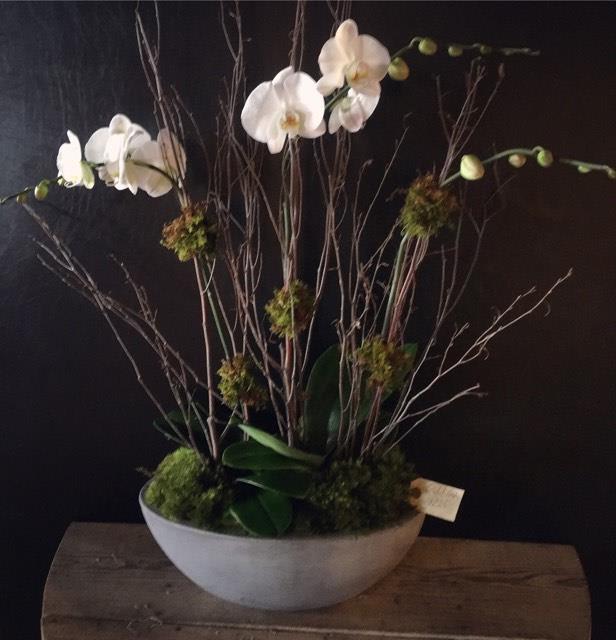 Orchid Duet in Planter/Containers vary Orchid Duet in Planter/Containers vary - Modern meets woodsy.. this design features two Phalaenopsis Orchid plants supported with branches and moss planted in a substantial oval planter. If the season allows, this design will include double bloom spikes on each of the plants. We have trouble keeping this one stocked in the store! It is striking and quiet large as well... approx 25" x 25".