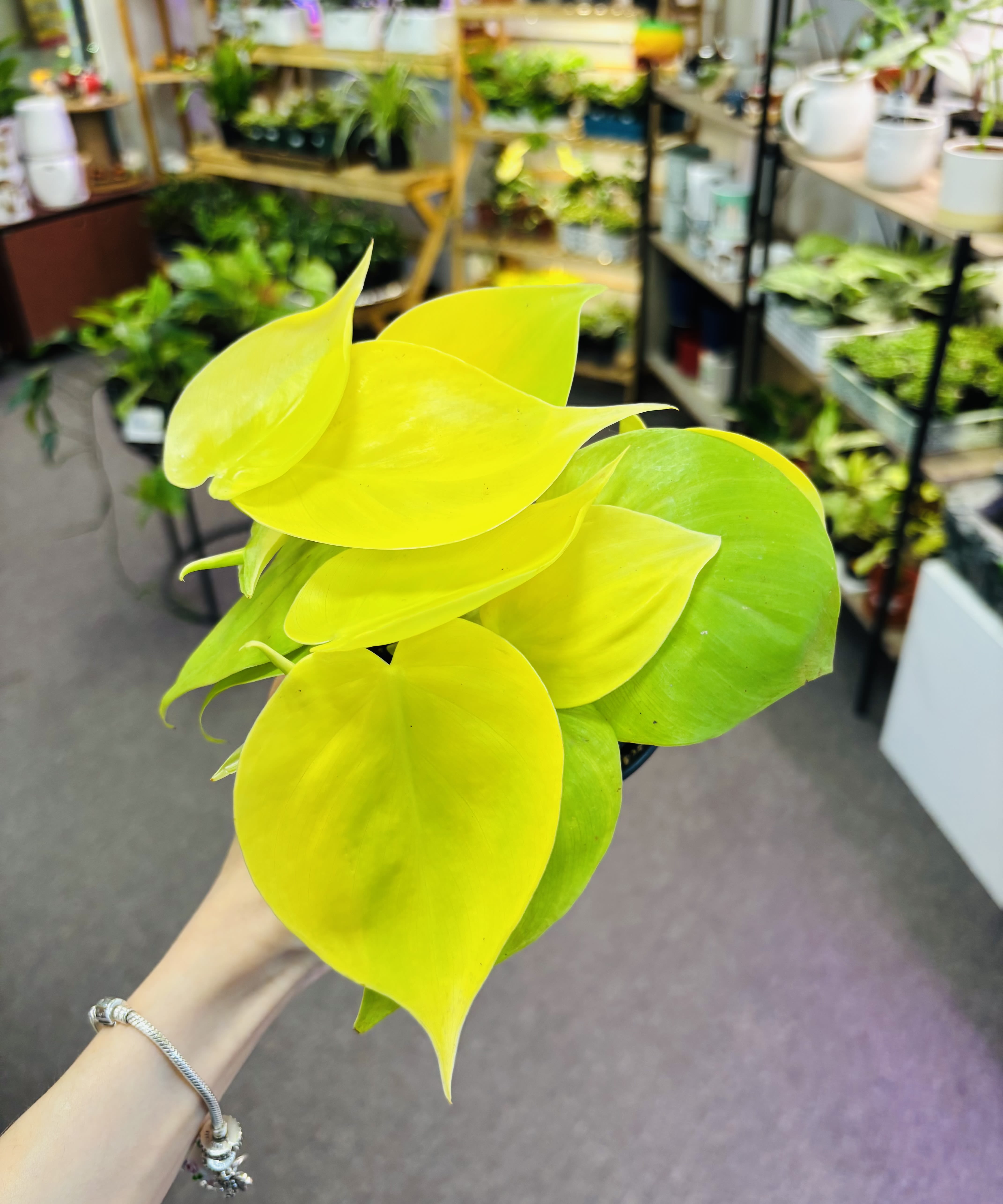 Philodendron Lemon Lime Philodendron Lemon Lime - Prefer medium indirect light. Water when soil 70% dried out