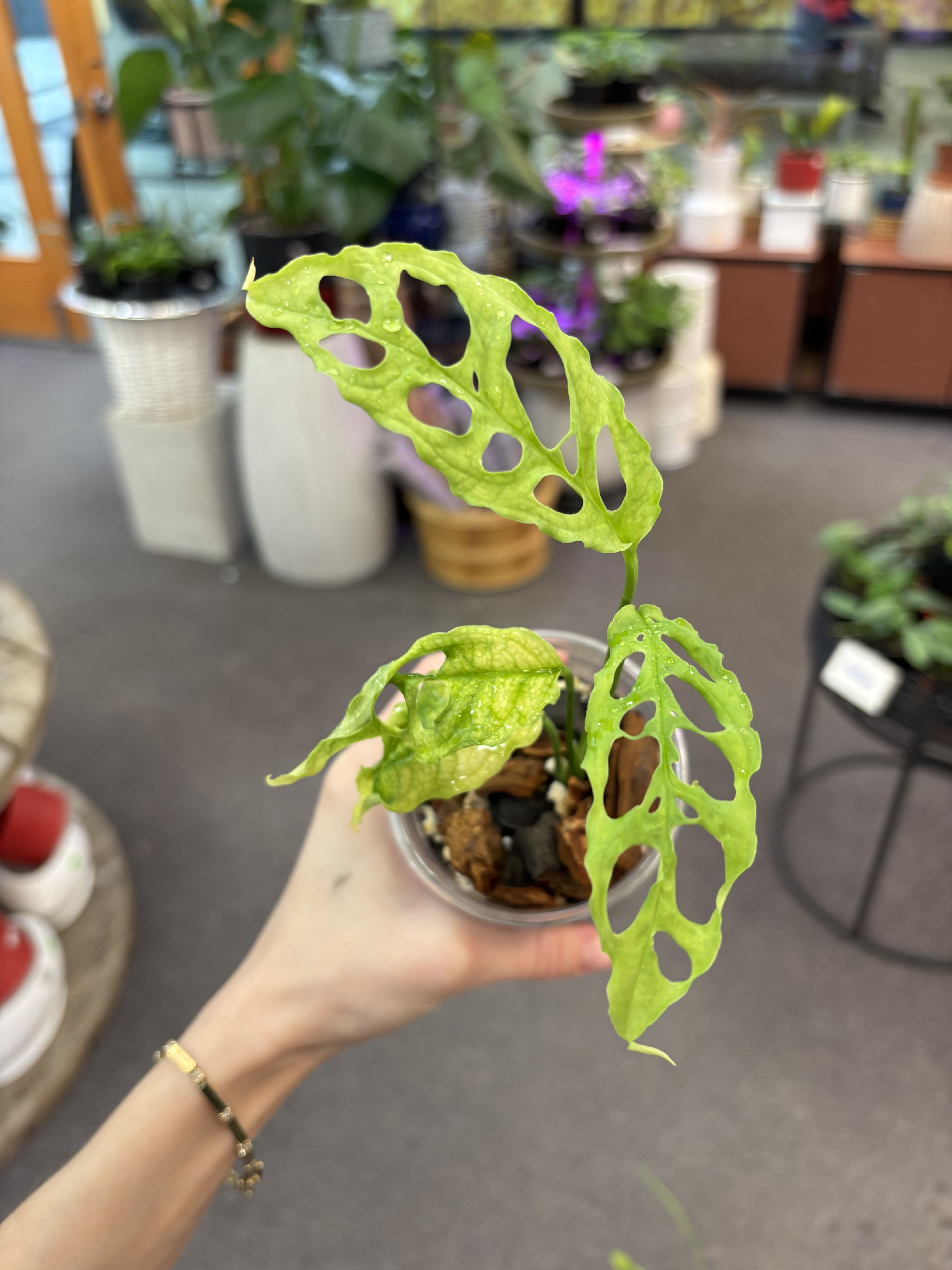 Monstera Obliqua Peru - Rare monstera. 