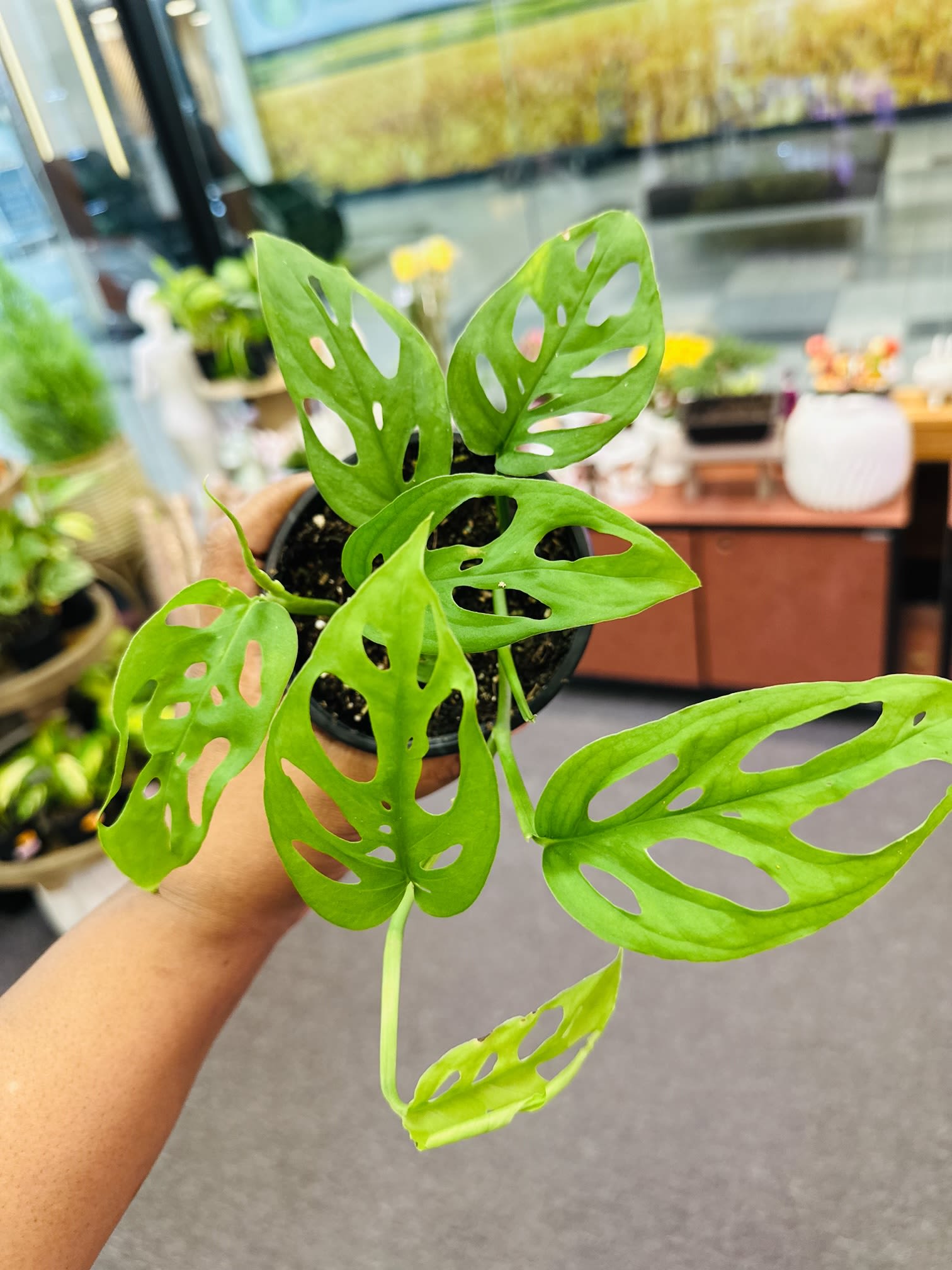 Swiss Cheese Swiss Cheese - Monstera adansonii or swiss cheese very popular and easy care plant