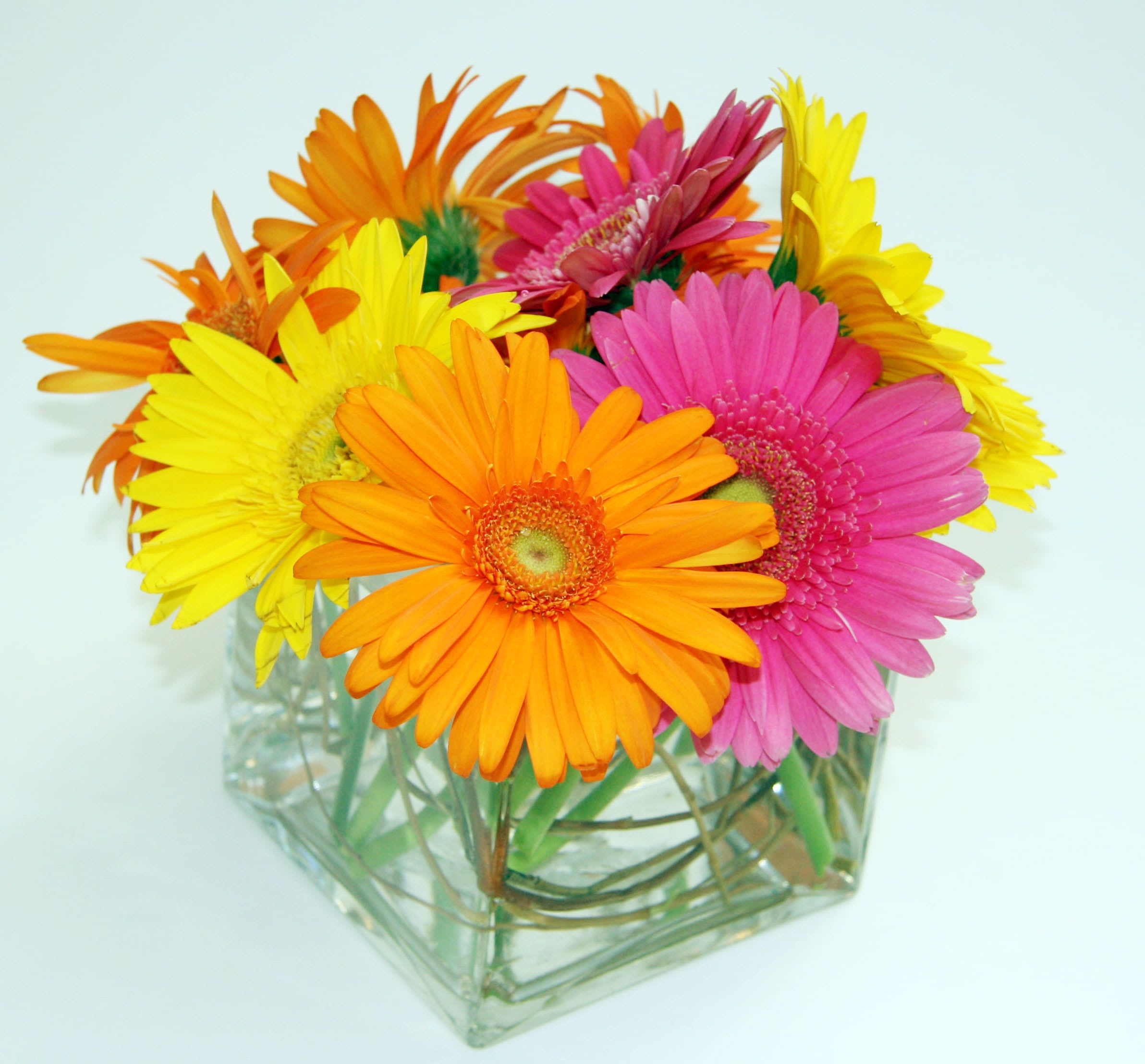 GERBERA SQUARED - Colofrul display of gerbera daisy.