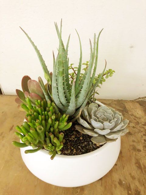 Happy Garden - A garden of mixed succulents is sure to make anyone happy.