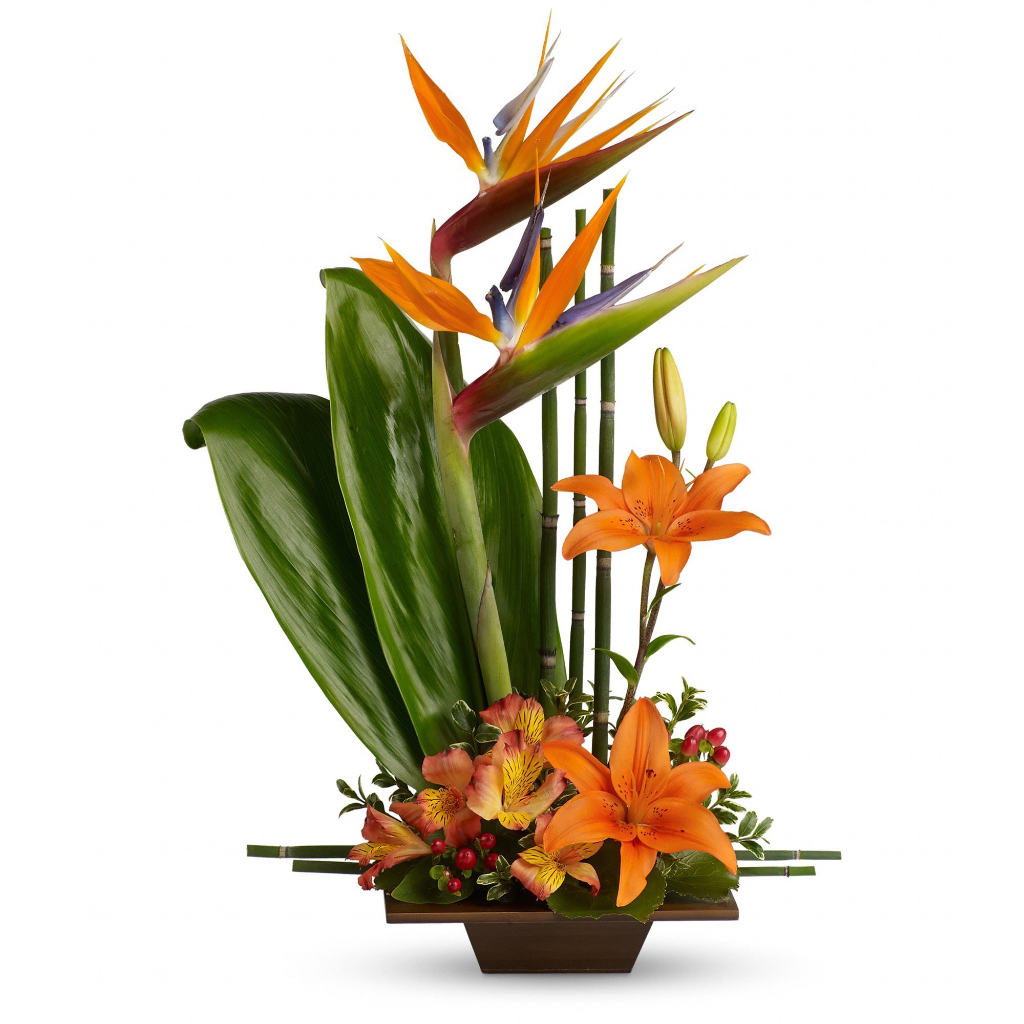Teleflora's Exotic Grace - Looking for something with a bit of Zen? With tall bamboo and birds of paradise complemented by a stunning mix of tropical orange flowers and greenery in a graceful bamboo container, this bouquet is it.    Birds of paradise, asiatic lilies, alstroemeria, red hypercium, accented with ti and galax leaves arrive in a beautifully exotic keepsake bamboo container.    Approximately 16 1/2&quot; W x 24 1/2&quot; H    Orientation: One-Sided    As Shown : T77-1A  Deluxe : T77-1B  Premium : T77-1C
