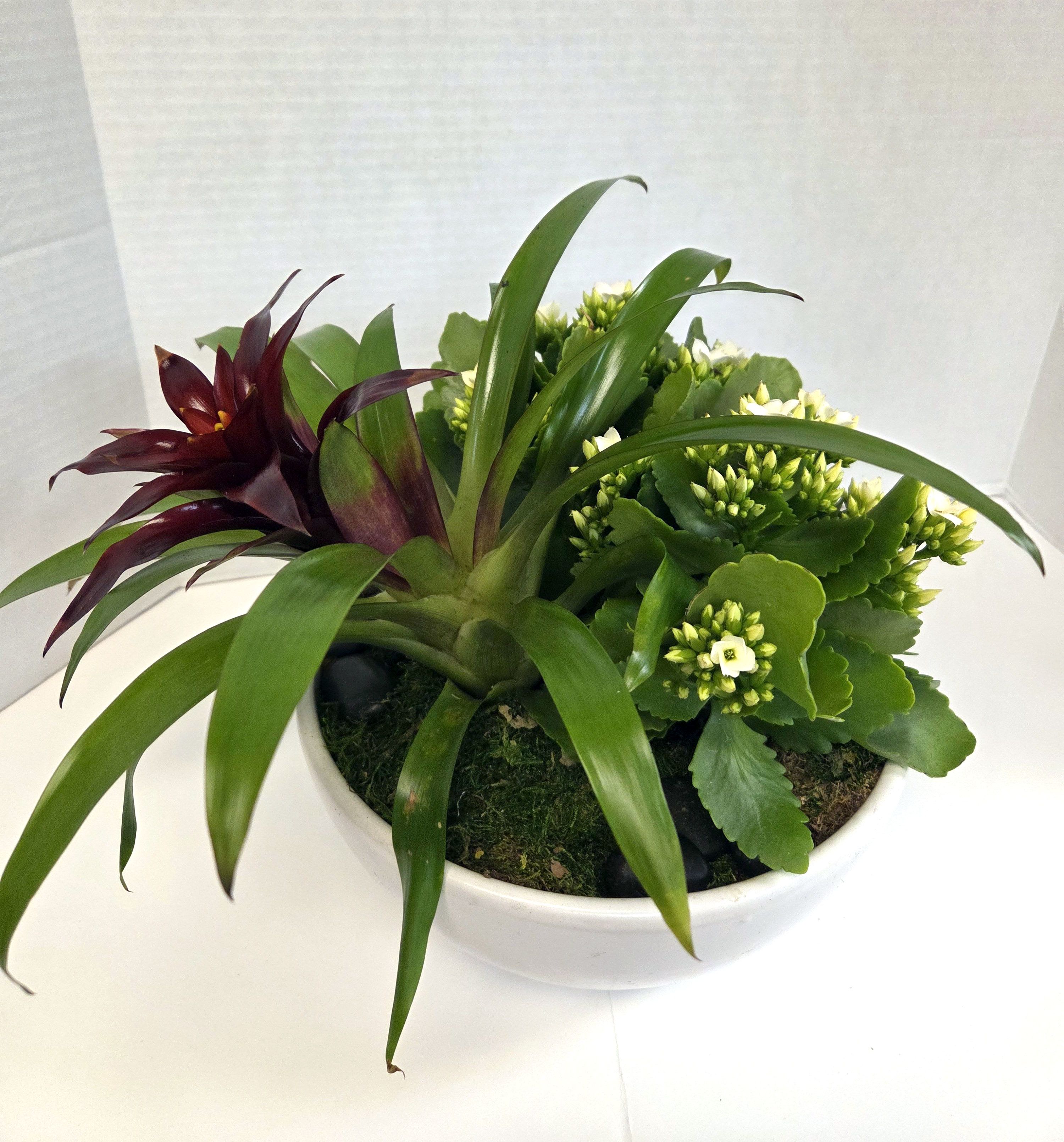 SPICY - Blooming garden 