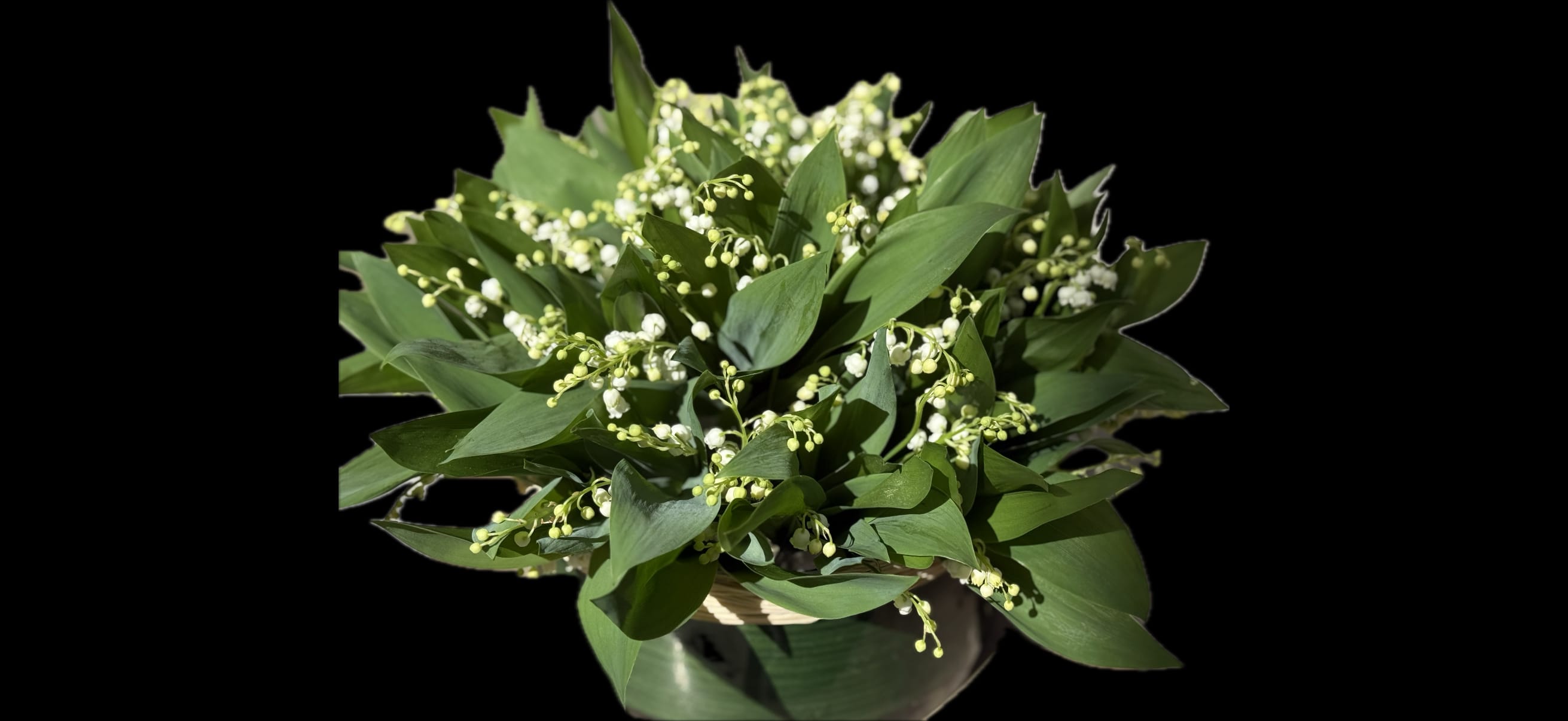 A bowl of lily of the valley flowers with broad green leaves