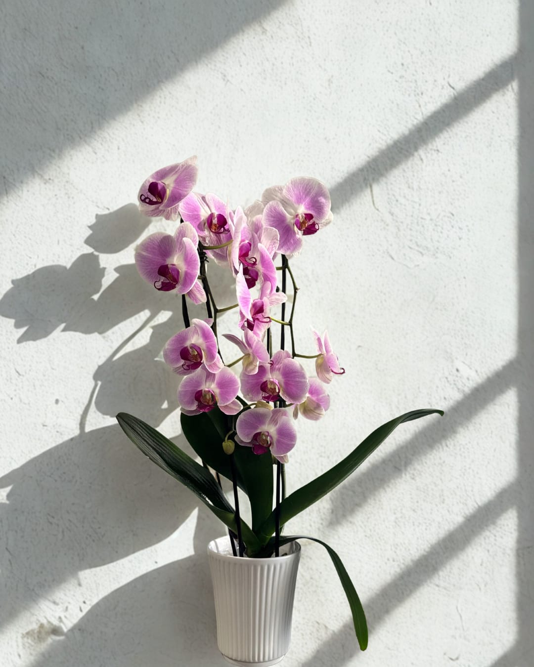 Orchids (phalaenopsis ) purple color Orchids (phalaenopsis ) purple color - Phalaenopsis or “Moth Orchid” is the most popular orchid today with flowers that last three months and come back year after year. This type is best for beginners and thrives in indirect light and once a week watering.