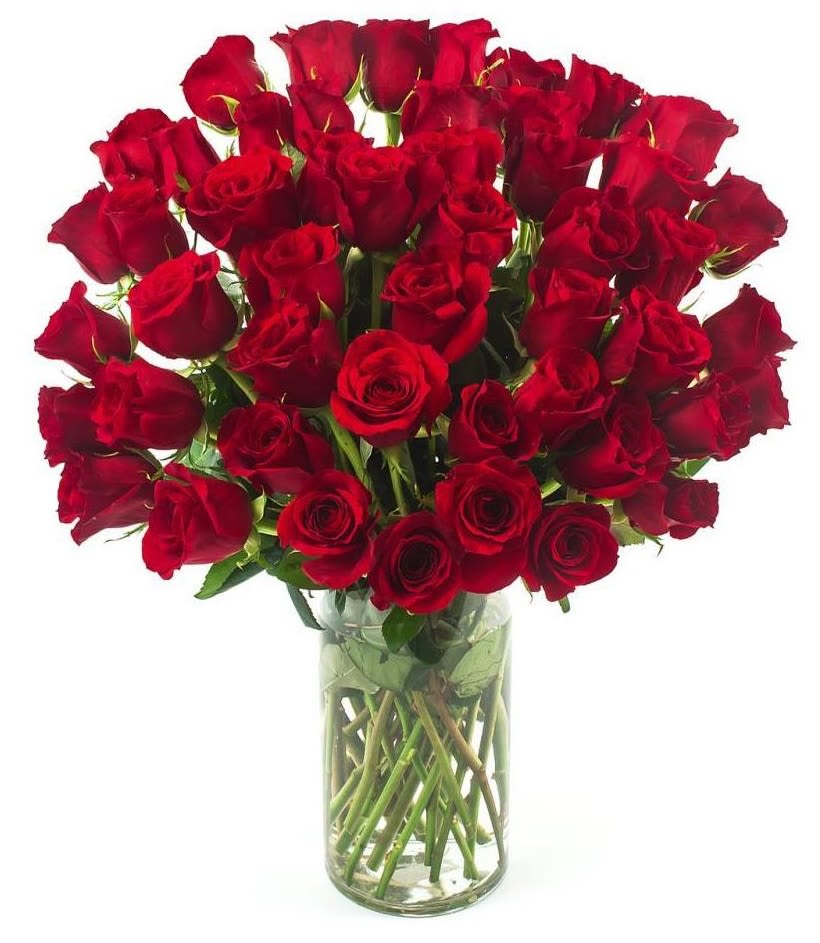 50 Red Roses - 50 Roses in Red arranged in a vase
