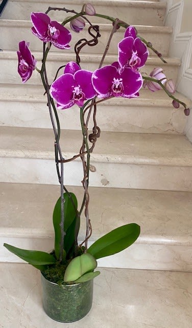 2 Orchids plants (Select) in Purple arranged in a glass or ceramic container. - 2 Purple Orchids Plants (Select) arranged in ceramic or a glass container.  Upgrades of Deluxe and Premium, provide more decorations and taller orchids. The Color may vary depending of supply availability and the color could be Solid Purple or Variegated. 