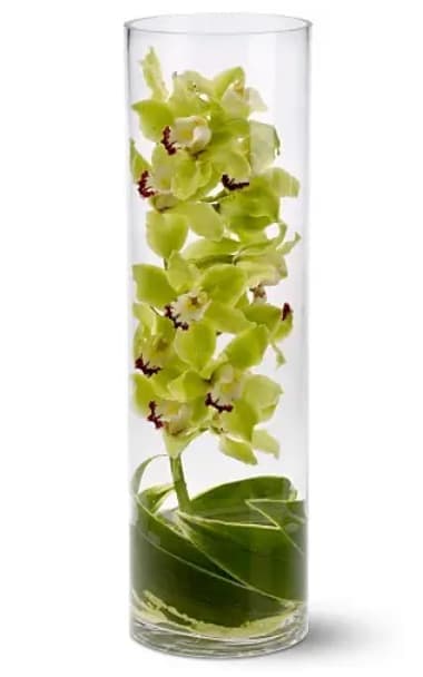 Zen - Large flowered, long lasting cymbidium orchid stems.   Your choice of white, pink or green stems set in a clear glass vase.