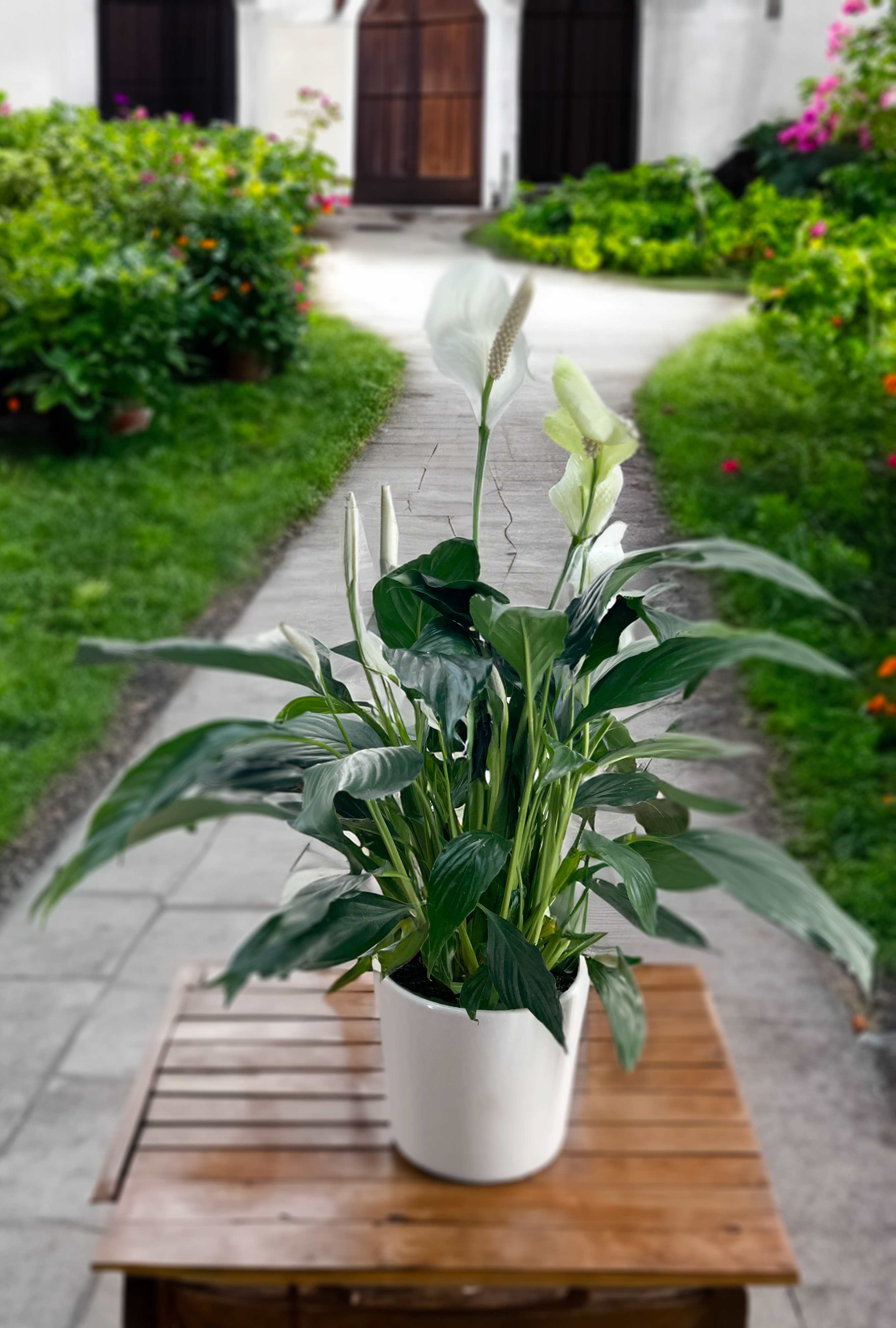 6" Calming Grace 6" Calming Grace - 6" Peace lily in a smooth ceramic vase