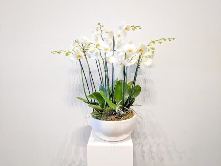 Modern Orchid Garden Modern Orchid Garden - An elegant gathering of Orchids in a ceramic container. Ideal for sympathy, weddings, or birthdays, orchids are also pet-friendly, making them a thoughtful gift for any occasion. To care for this potted, blooming flower, simply place three ice cubes per orchid in the container once a week. Place in indirect sunlight in a room where temperatures are consistently over 65 degrees F.