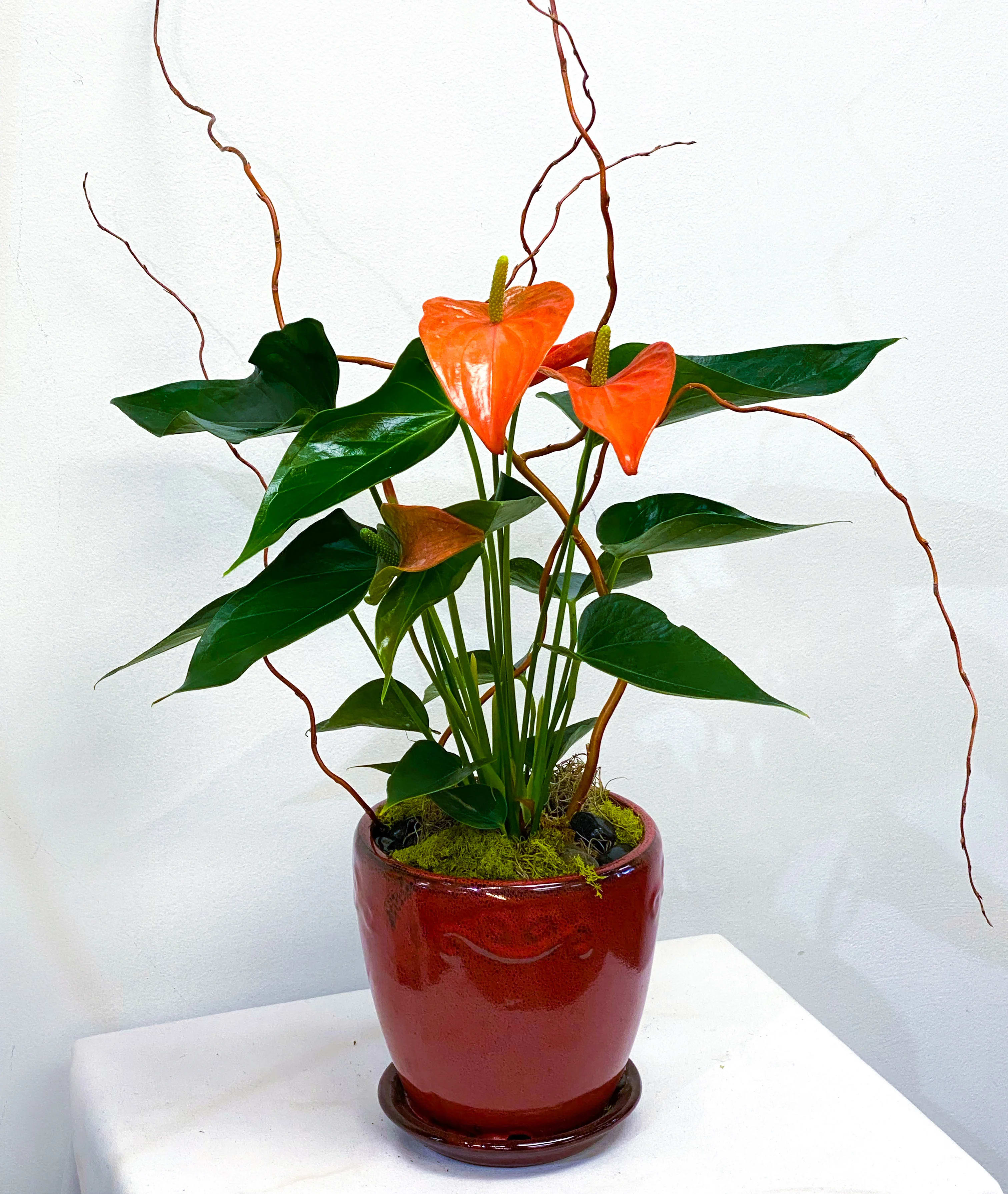 Antoinette - Contemporary. Vibrant. Long-lasting.  Anthurium plant potted in a glazed 6&quot; by 6&quot; round container with attached saucer. Anthurium plant is dressed with 3 different types of moss, black river rock, and curly willow accents. Blooms last between 2-3 months and can re-bloom year-round. Care instructions included.  Anthurium signifies long-lasting love and friendship. It is great to have in your home as it tops the list of air-purifying plants.  *SYMPATHY/FUNERAL: PLEASE NOTE THE TIME, PLACE, &amp; NAME OF THE DECEASED FOR THE SERVICE IN THE SPECIAL NOTES SECTION OF YOUR ORDER - WE ARE UNABLE TO GUARANTEE DELIVERY TIME WITHOUT THIS.*