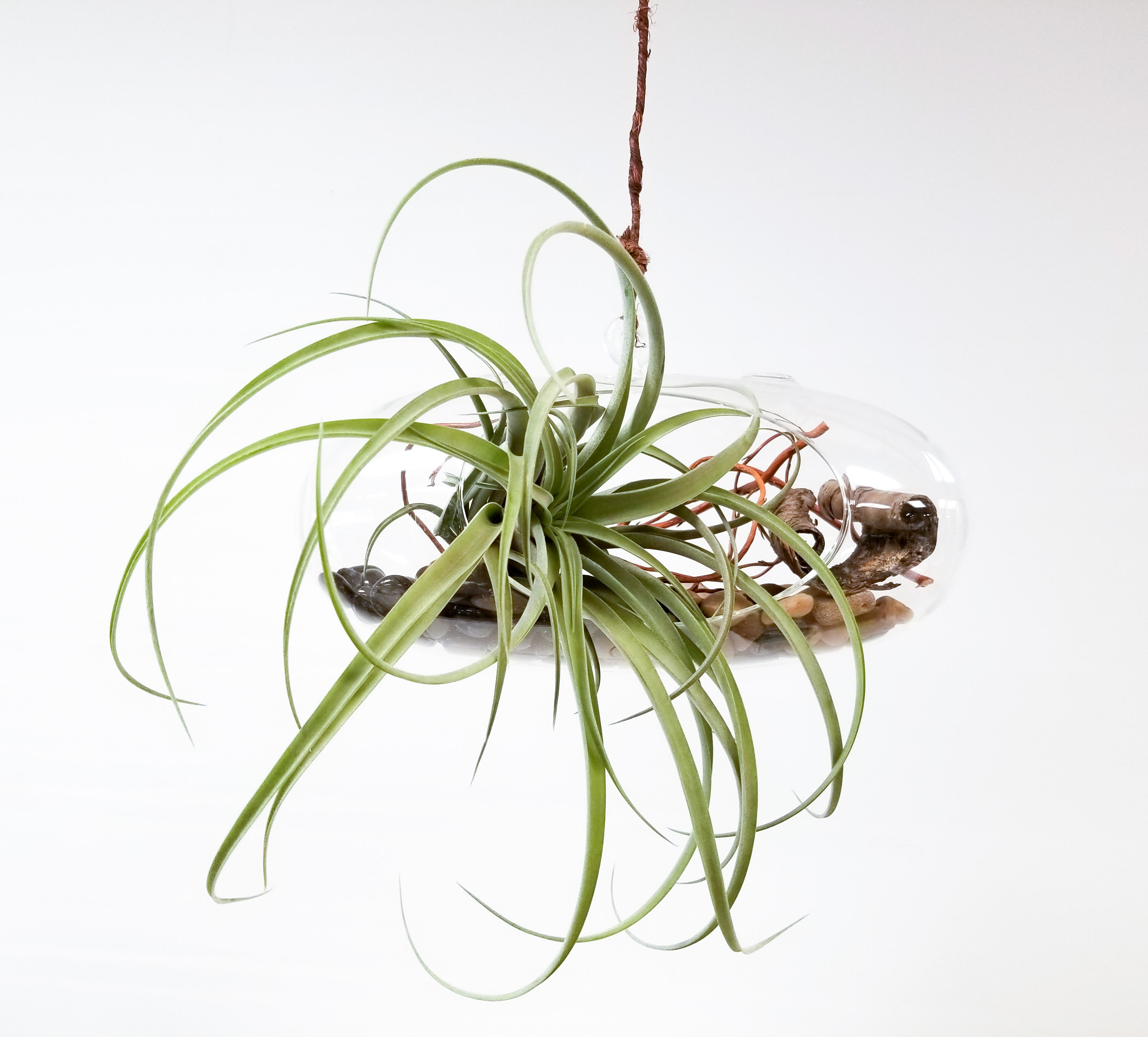 Tillandsia (Air Plant) Hanging Vase  - Tillandsias are also known as air plants because their roots do not grow in soil or in a pot, like most plants we know. In nature, they grow attached to other plants with their roots exposed in the air.   This design features one large air plant accented by glass beads, river rocks, curly willow branches, and birch bark, in a clear oblong hanging vase. Vase measures 12&quot; long by 6&quot; tall, and comes with a strong string for the recipient to hang.   They are low-maintenance and a perfect plant for home or office. Care instructions are included with every arrangement. 