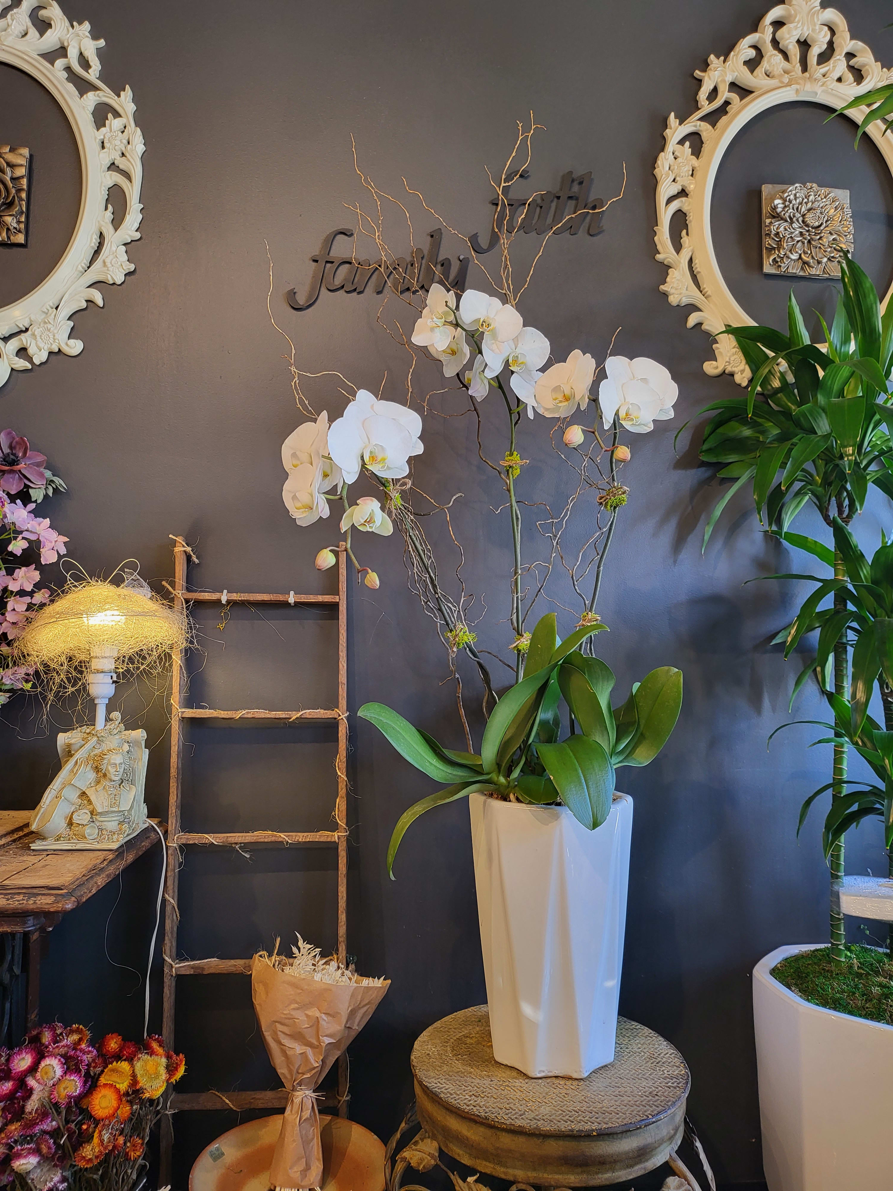 Elegance - Comes with Pink or White. (Planter is a subject to change) This Premium Orchids Plants are from the TOP growers in all three states. Best quality you can find.  Approximately 38&quot; tall and it is a floor arrangement. (Planter is a subject to change.) Our Royal Orchid Customers for decades explains it all! We provide 2 different sizes with tall planters.
