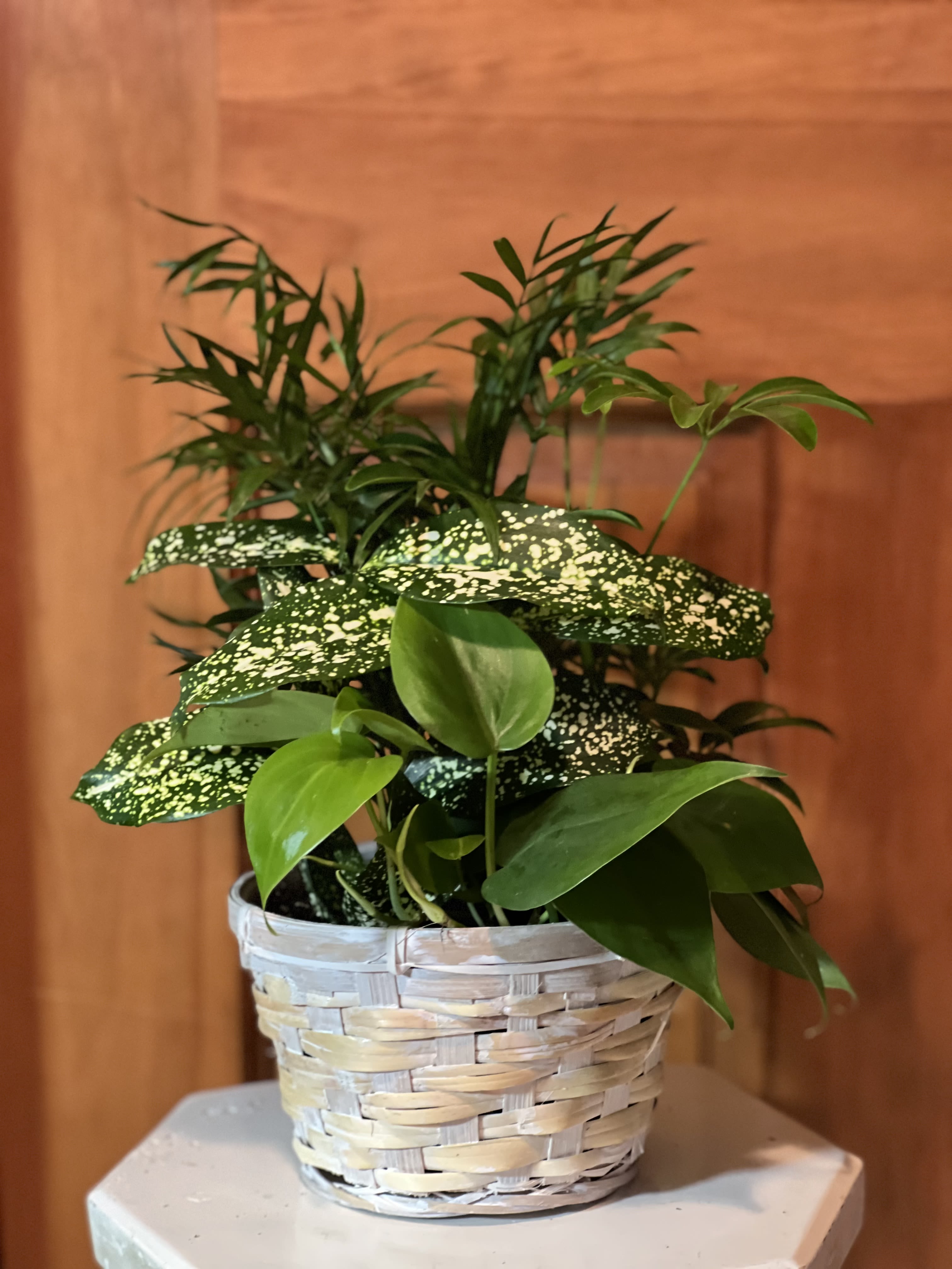 6&quot; Wicker Planter - Our Wicker Planter starts with a 6&quot; basket with a florist assortment of 4 different green plants. Planted in soil, with sand and fertilizer at  the correct level for a year's worth of growth. Basket may come with or without a handle.