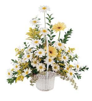 TF 221-4 Daisies and Yellow Gerberasby Floral Expressions