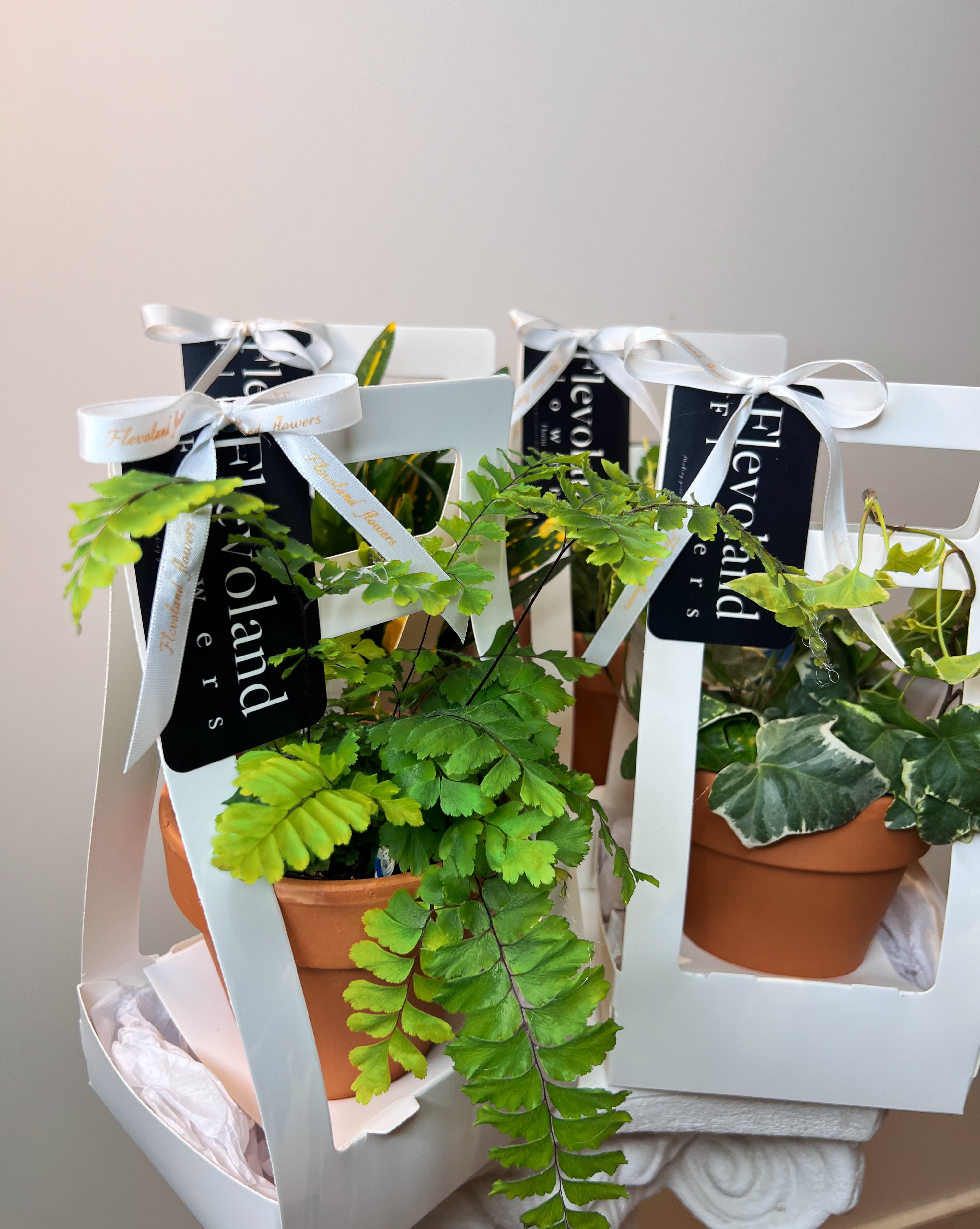 A Gift That Grows With You - Looking for something more lasting than a simple rose? Our potted plants are thoughtful gifts that keep growing just like the love or appreciation behind them. Each one brings a touch of nature and calm to any space, making every day feel a little more alive.  They’re easy to care for, full of charm, and perfect for gifting or treating yourself to something that lasts.  Let us know which plant you’d like in the notes. If not specified, we’ll lovingly choose one for you.