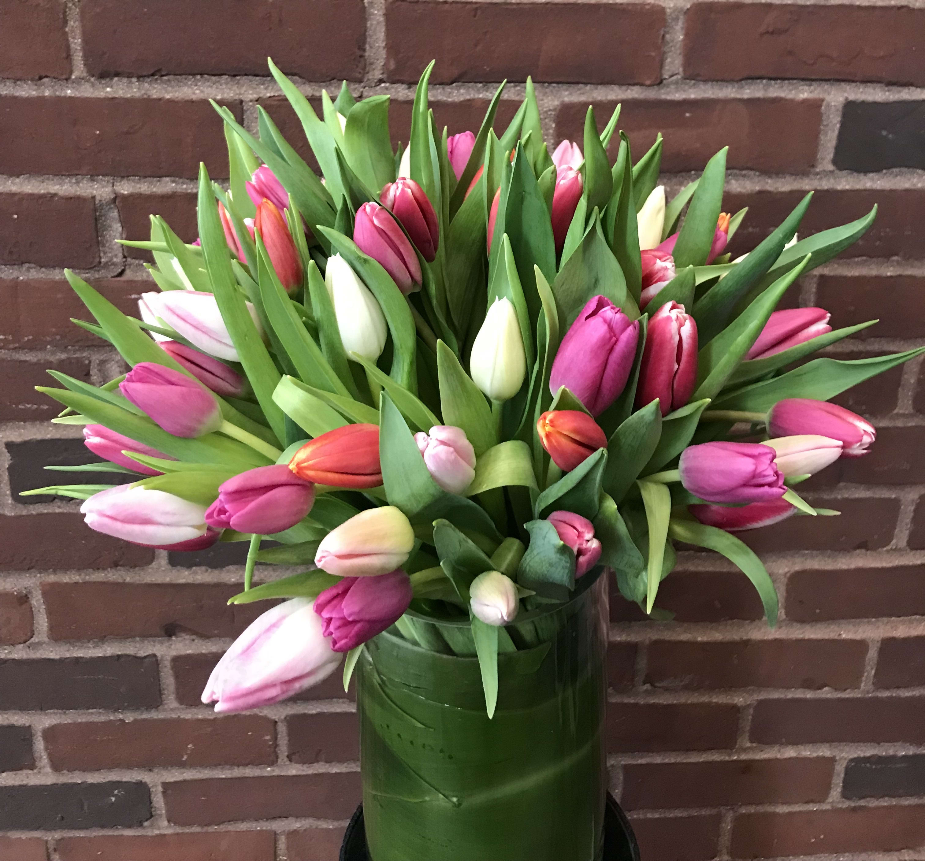 Tulip Envy Tulip Envy - A sensational display of beautiful Dutch tulips wrapped with a luscious aspidistra leaf.