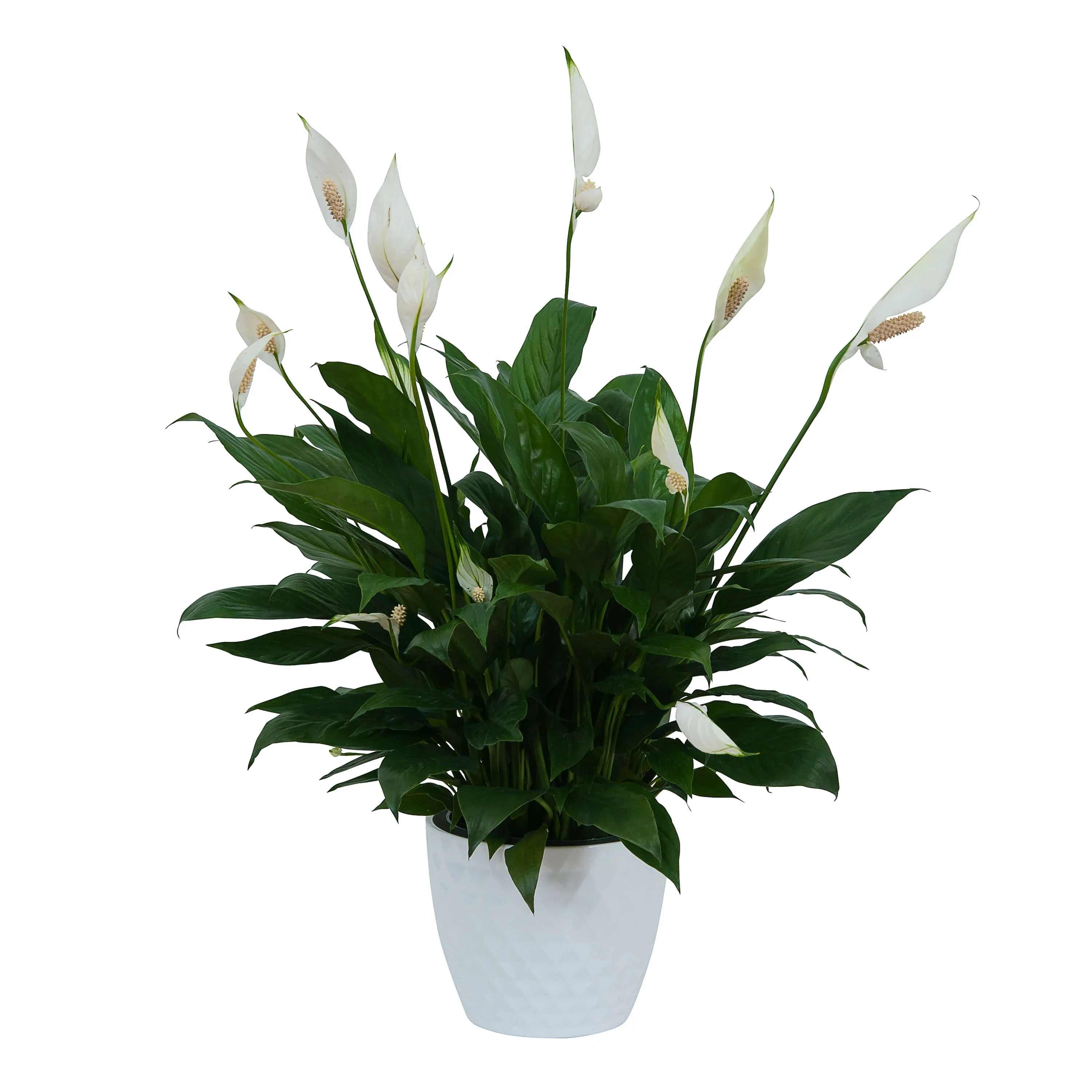 Peace Lily Plant in Ceramic Container Peace Lily Plant in Ceramic Container - A ceramic container filled with a beautiful 6" peace lily plant.