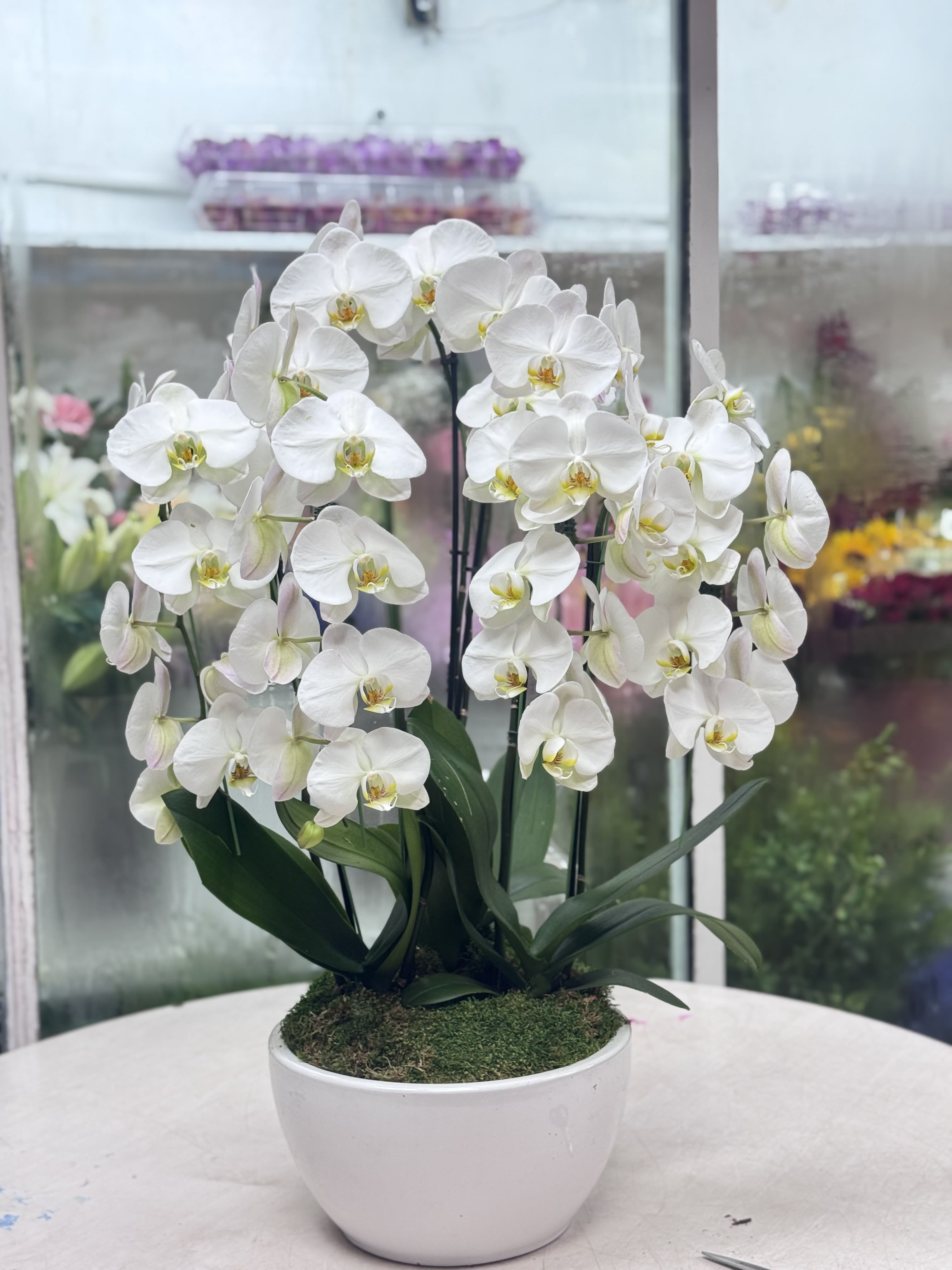 3 Large White Orchids in a White ceramic pot  - Beautiful white witj 2 stems orchids each orchids in a heavy duty ceramic pot