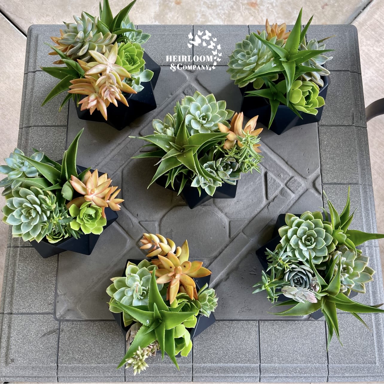 Succulent Office Vibes -  Includes 6 Succulent Arrangements!  The Modern Cluster: Succulent Power Set Breathe life into any workspace with The Modern Cluster – a curated set of six geometric black ceramic planters, each bursting with a lush mix of vibrant succulents. Featuring a blend of rosettes, trailing varieties, and spiky aloes in complementary shades of green, jade, and amber, these compact arrangements are designed to thrive with minimal care while adding a clean, modern aesthetic to desks, lobbies, and meeting spaces. Perfect for office buildings, coworking spaces, or reception areas looking to bring in a biophilic touch of calm and creativity. 