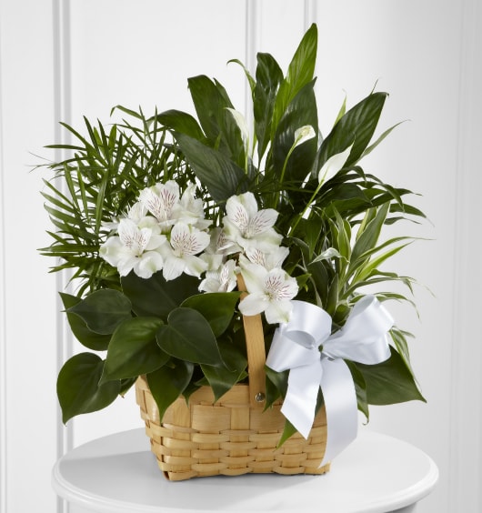 Peace and Serenity Dish Garden - The FTD Peace &amp; Serenity Dish garden is a gorgeous way to convey your deepest sympathies for your special recipient's loss. A collection of incredibly beautiful plants is accented by stems of white Peruvian lilies. The presentation arrives in a natural rectangular basket accented with a white satin ribbon, to commemorate the life of the deceased and offer comfort and peace with its lush elegance.