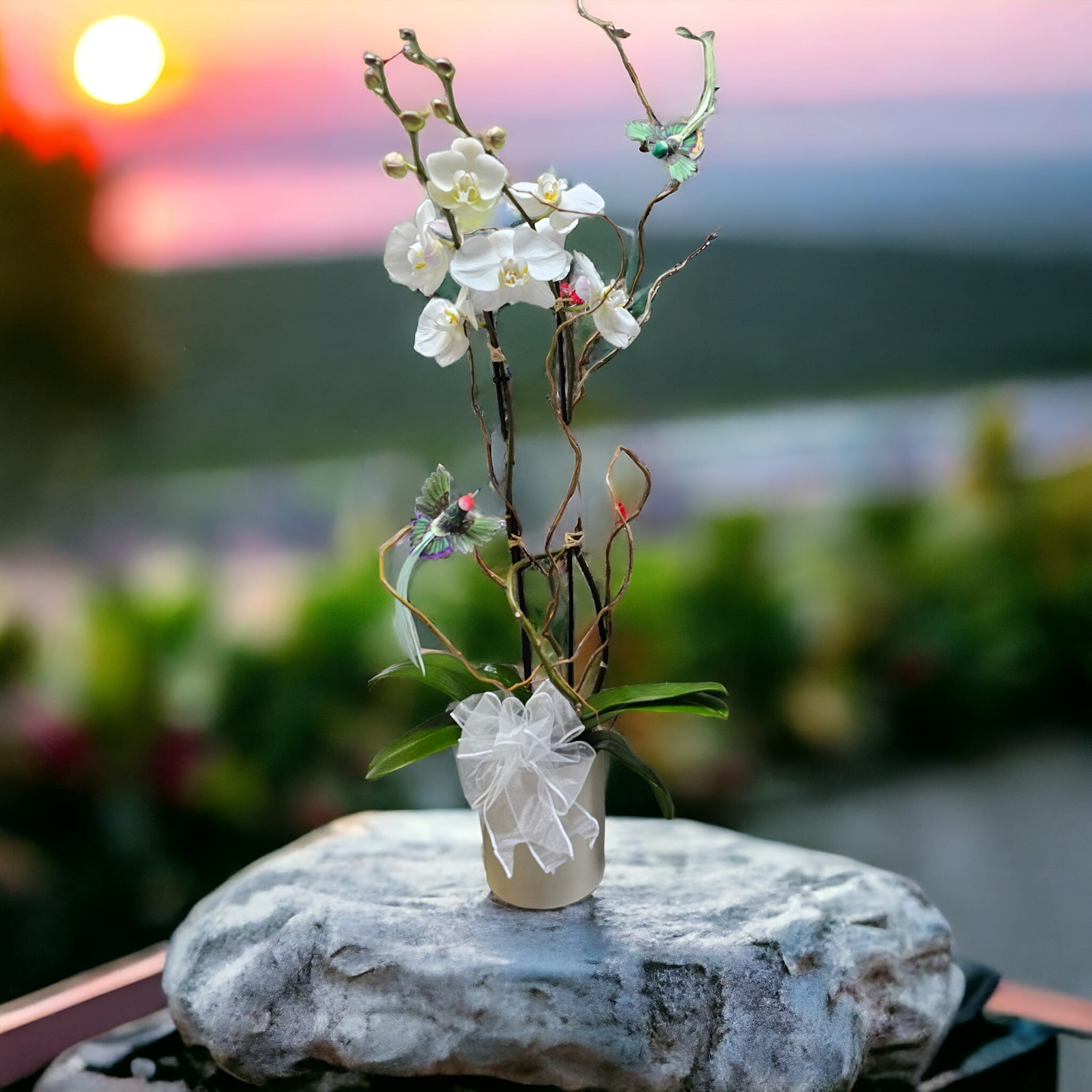 Butterflies and Birds in Flight - Beautiful Phalaenopsis Orchid Plant with Curly Willow and Hummingbirds. Vessel choice will vary depending on availability. 