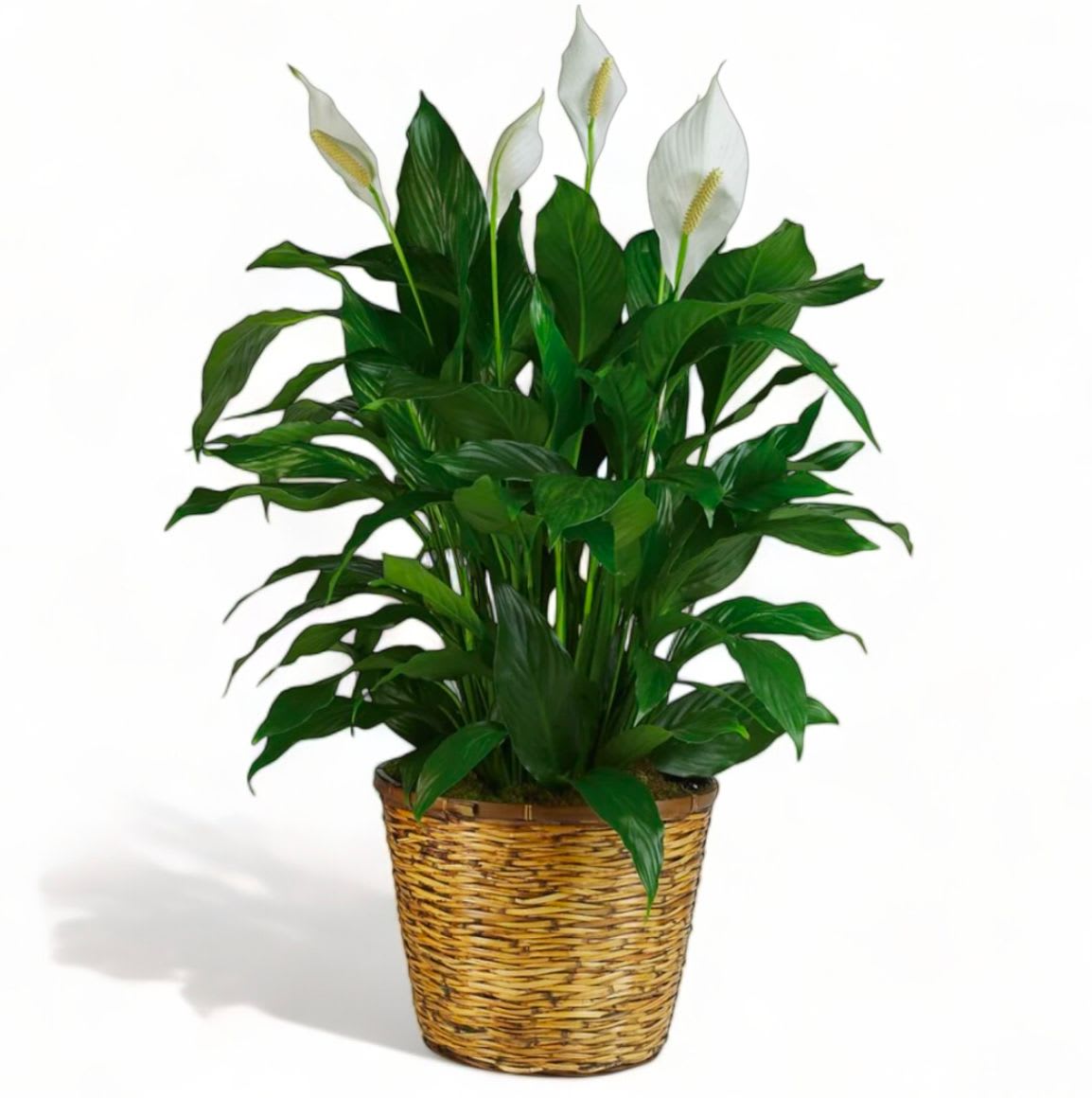 6" Peace Lily in Basket 6" Peace Lily in Basket - Bouquet will be delivered approximately as pictured.