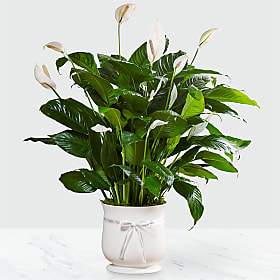 Comfort Planter Peace Lily - The Comfort Planter offers unspoken words of hope and peace during this time of loss and sadness. Our stylish and sophisticated white ceramic planter holds an elegant 6&quot; peace lily plant, which exhibits brilliant white tear-shaped blooms amongst dark green foliage for a simply beautiful effect, making this a wonderful way to say your final farewell and offer your sympathies to those left behind.