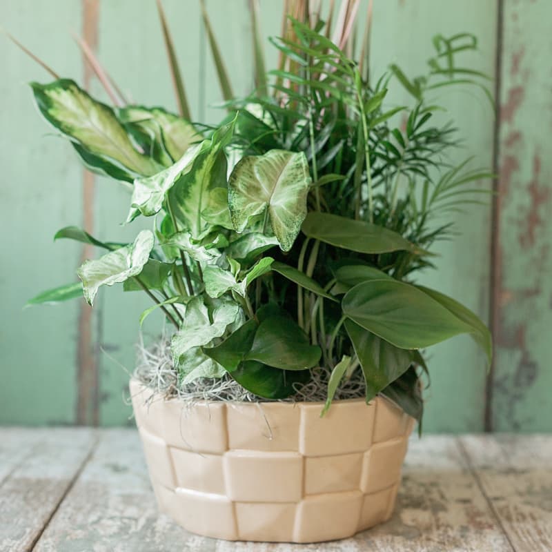 Small Dish Garden Small Dish Garden - The dish garden will include a bow and fresh cut flowers such as daisies, cushions, carnations or chrysanthemums. There will also be some filler flowers such as monte casino asters, solidego or limonium. Approximately 17" tall x 13" wide