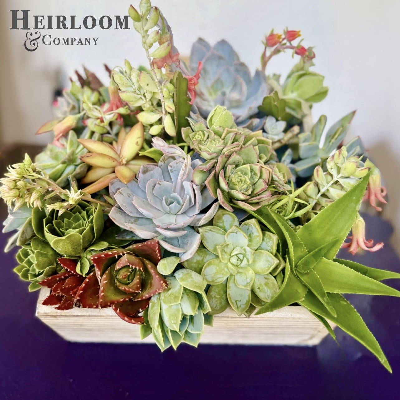 Succulent ROI: The Investment That Grows Succulent ROI: The Investment That Grows - Bold. Polished. Unapologetically alive. This luxury succulent arrangement is more than office decor — it’s a living power move. Hand-selected premium echeveria, aloe, and rare rosette varieties are meticulously arranged in a modern wood planter to inspire creativity, ground chaotic energy, and elevate any workspace. Whether you’re sending a thank-you, onboarding new talent, or upgrading the executive suite, this arrangement turns any desk, conference room, or lobby into a statement of intention. Durable, low-maintenance, and undeniably striking — it’s where aesthetics meet hustle.