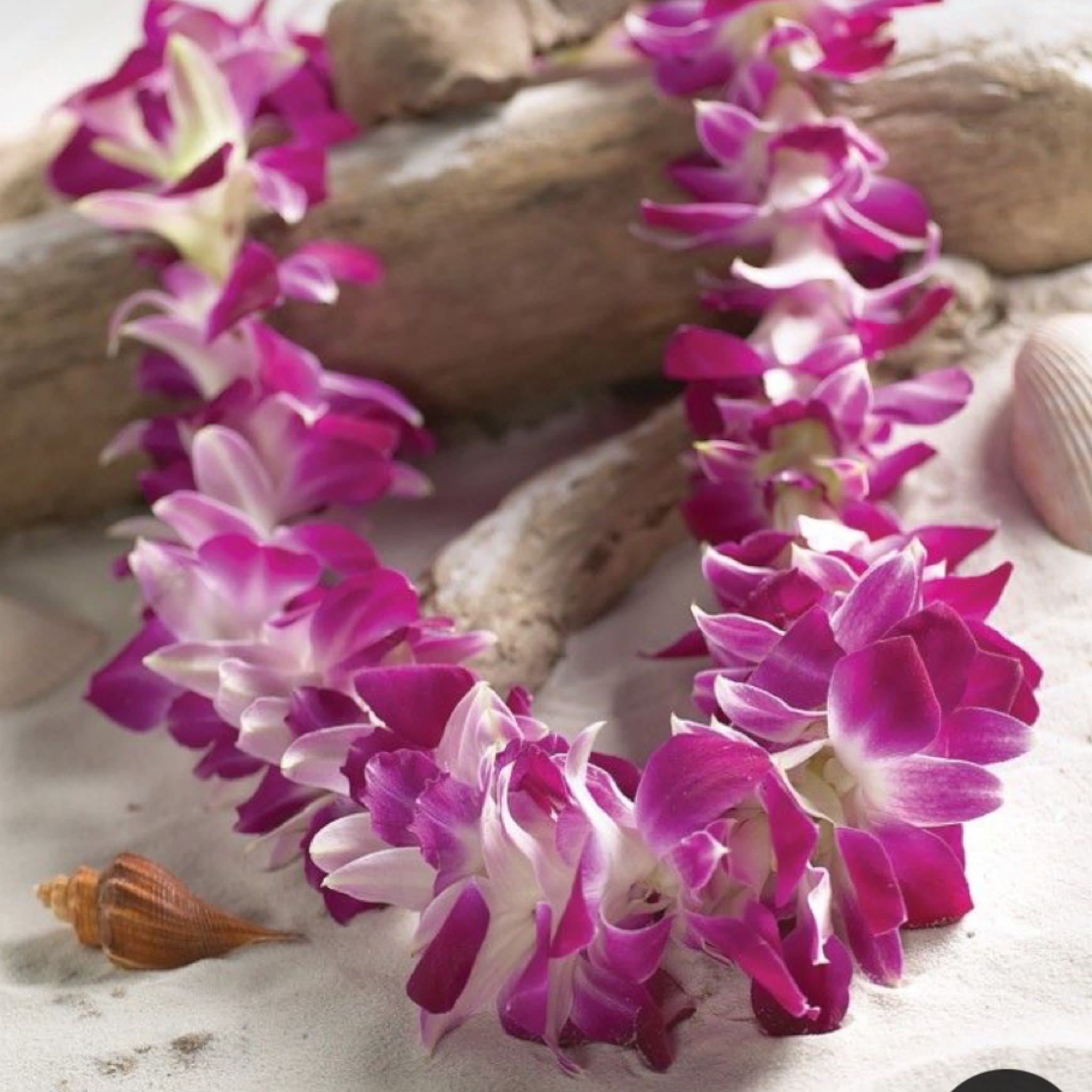 Orchid Flower Lei - Wrap a loved one in the warmth of aloha with this classic lei. Our most popular Hawaiian lei; fits just about any occasion. Each lei is hand made with fresh orchid flowers.  Give a gift of Aloha to that special someone. This is truly a unique gift they'll wear that shows you care. Great for graduations, luaus, large gatherings, Valentine's Day, birthdays, Mothers Day, Fathers Day, Weddings or just to say &quot;thank you&quot; or &quot;I love you.&quot;