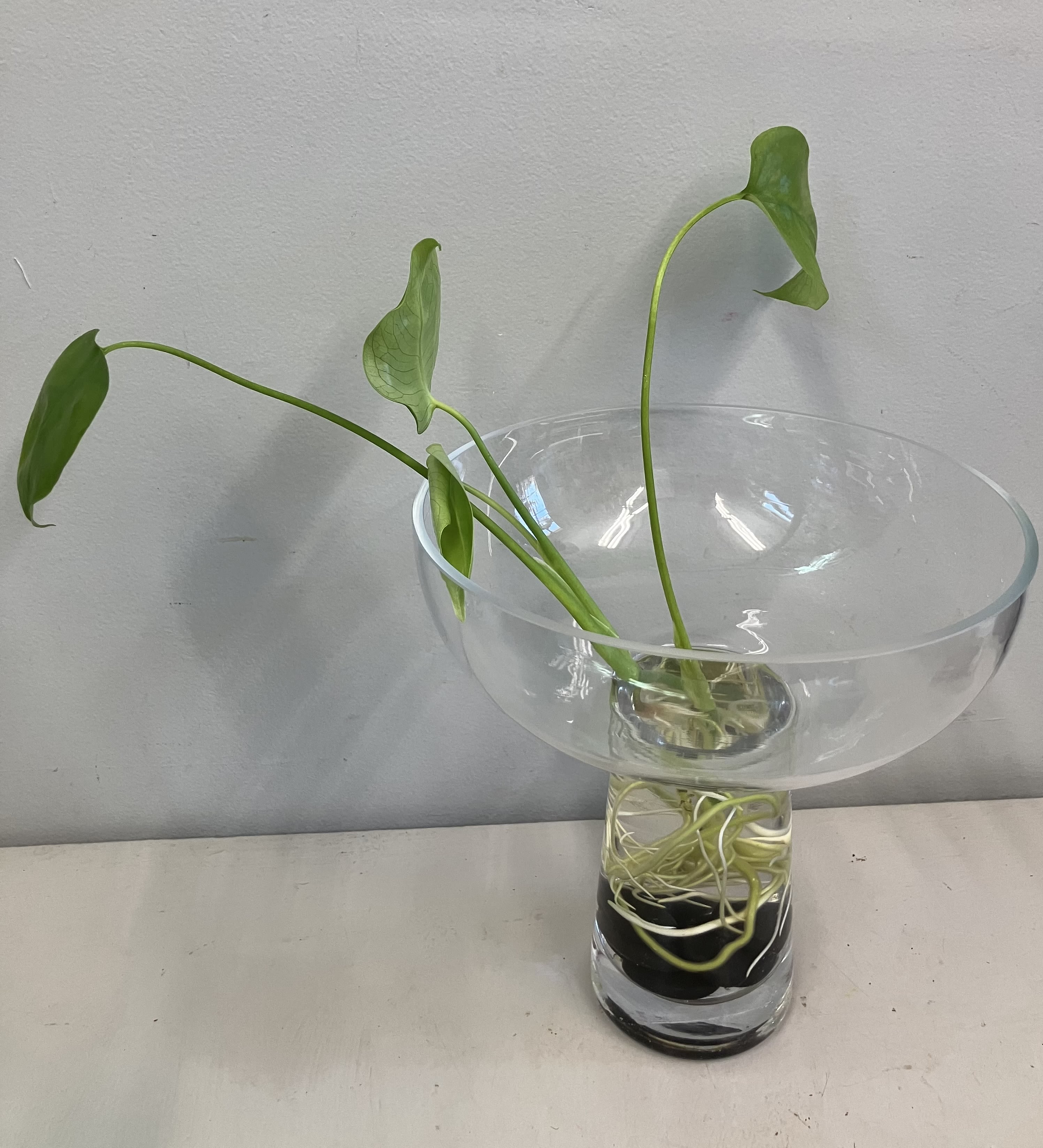 Monstera Plant  - Modern glass vase with black rocks and a monstera plant with the roots visible in water