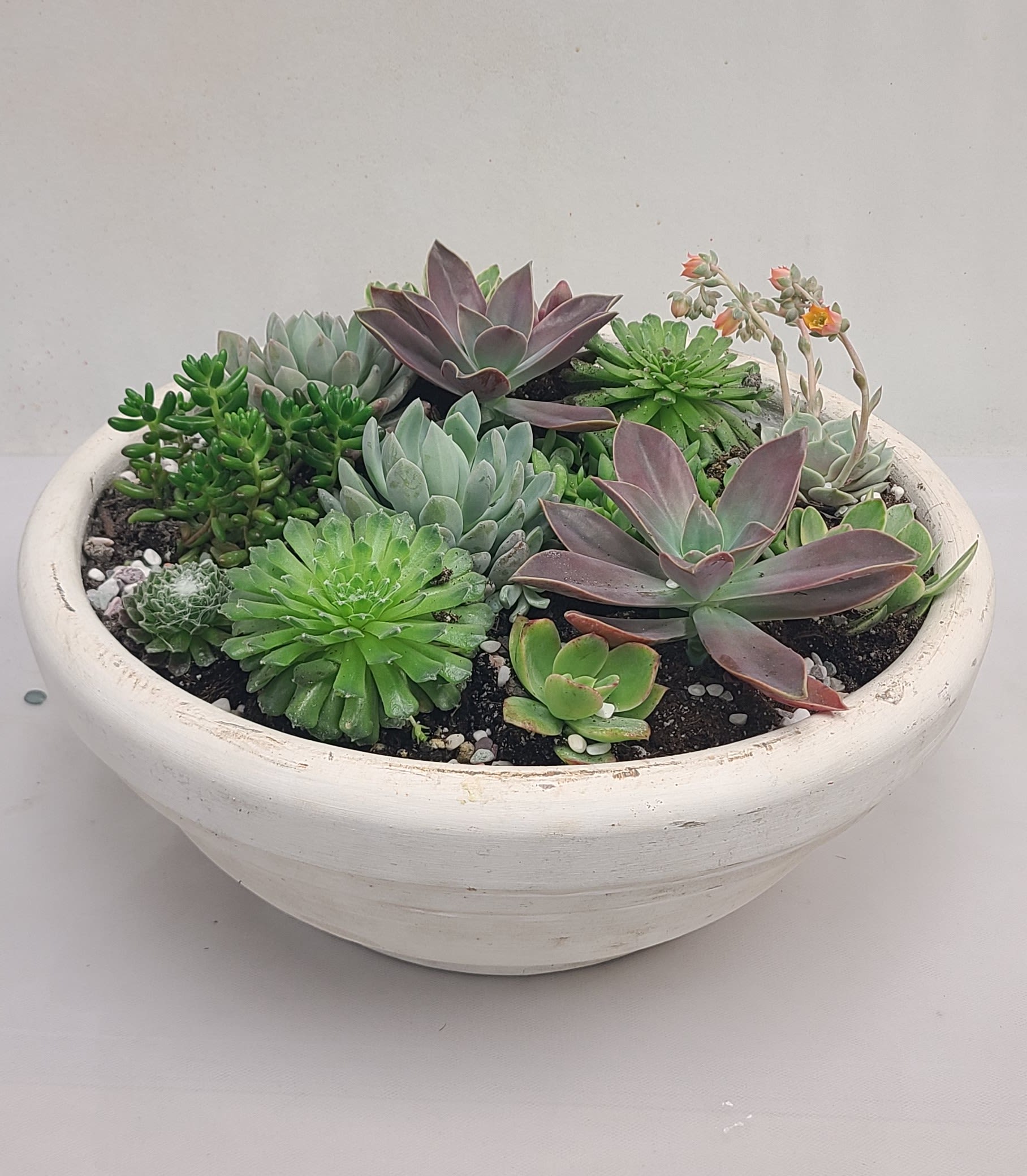 Succulent Garden - An assortment of succulents arranged in a big concrete pot. Perfect for any ocassion.