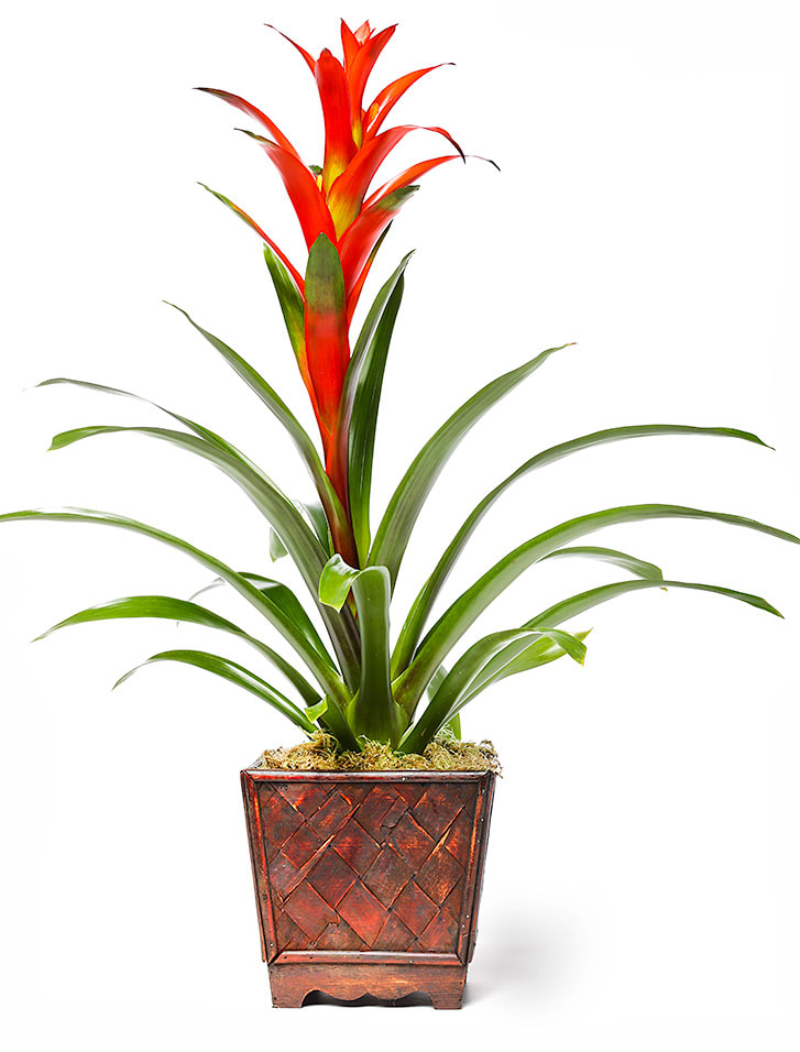 Bromeliad Guzmania - Guzmanias are the darlings of the Bromeliad hybridizers. The hybrids (like this red Guzmania) in commercial cultivation today are the result of decades of work and experimentation by a handful of dedicated growers in Holland, Belgium, Germany and the U.S. Bringing a Guzmania, or for that matter any Bromeliad into your home, is to experience a little of the tropical rainforest without destroying any of it or even working up a sweat. Designed in a vase and delivered by us, a real Portland florist to anywhere in the greater Portland Oregon area. Place your order online, or call us directly 503 223 1646.